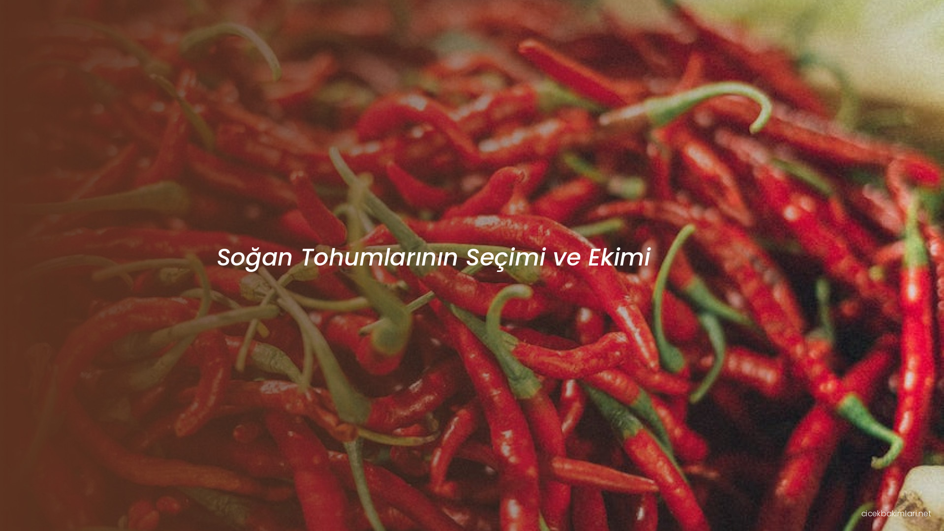 Soğan Tohumlarının Seçimi ve Ekimi