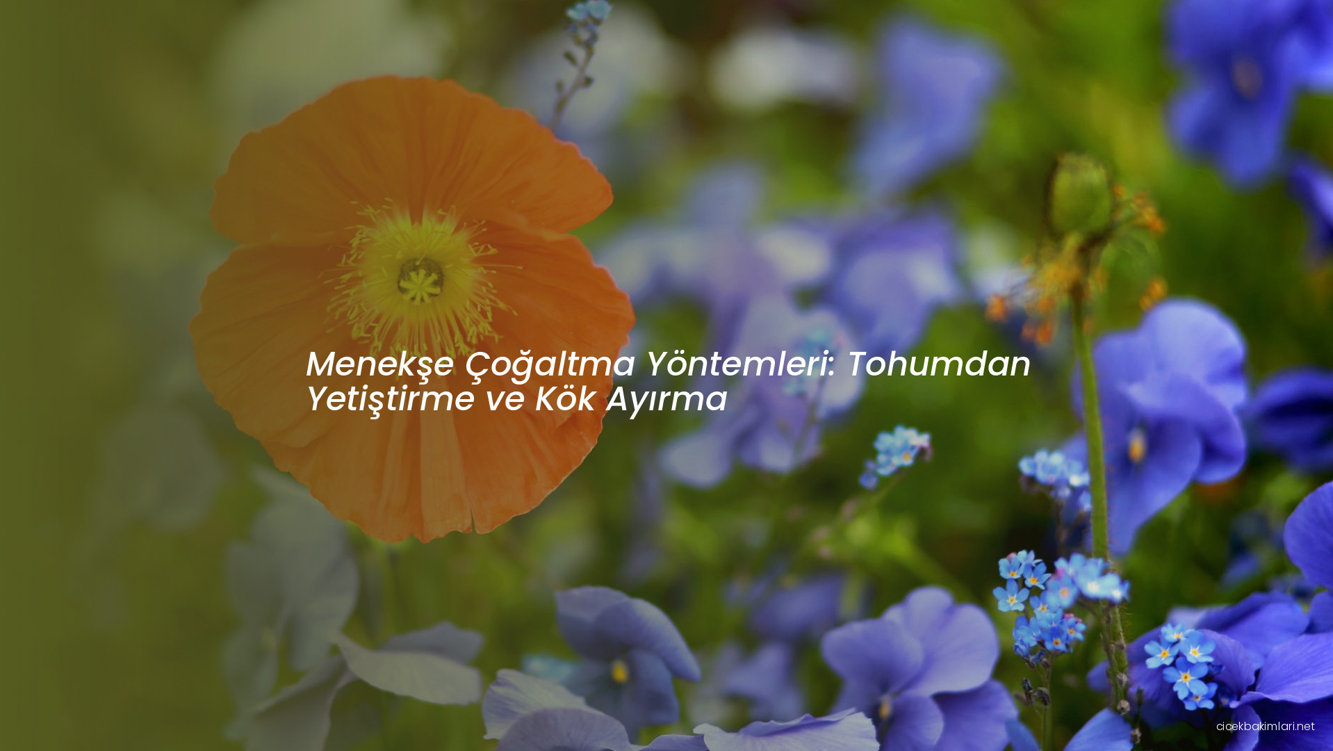 Menekşe Çoğaltma Yöntemleri: Tohumdan Yetiştirme ve Kök Ayırma