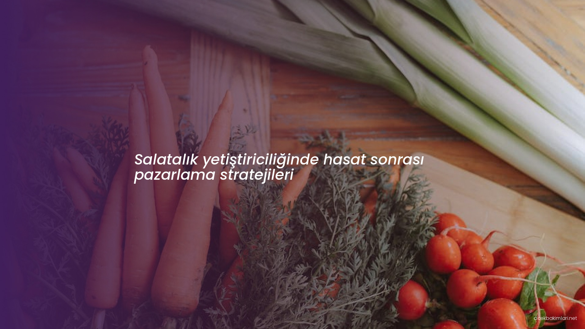 Salatalık yetiştiriciliğinde hasat sonrası pazarlama stratejileri