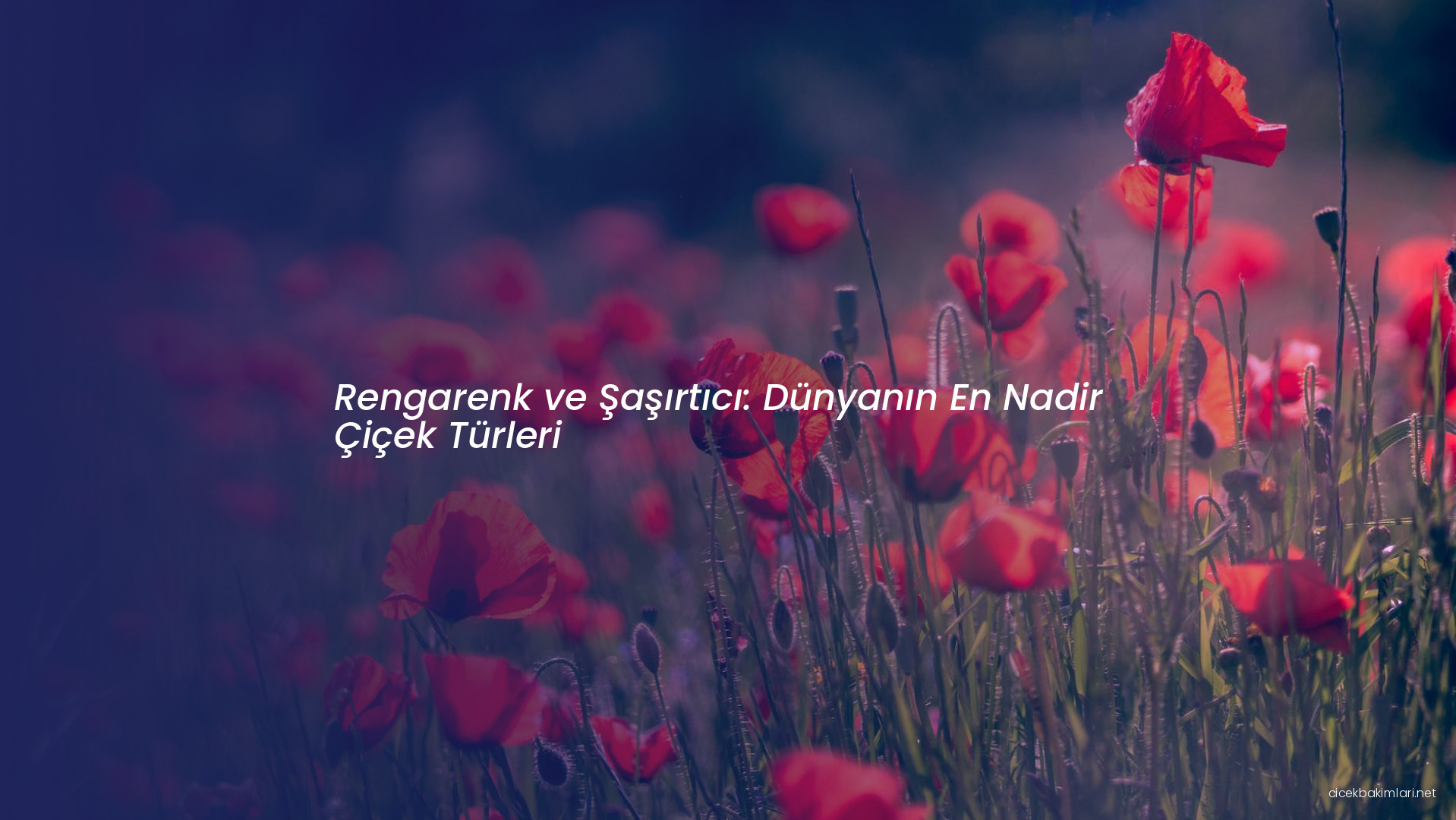 Rengarenk ve Şaşırtıcı: Dünyanın En Nadir Çiçek Türleri