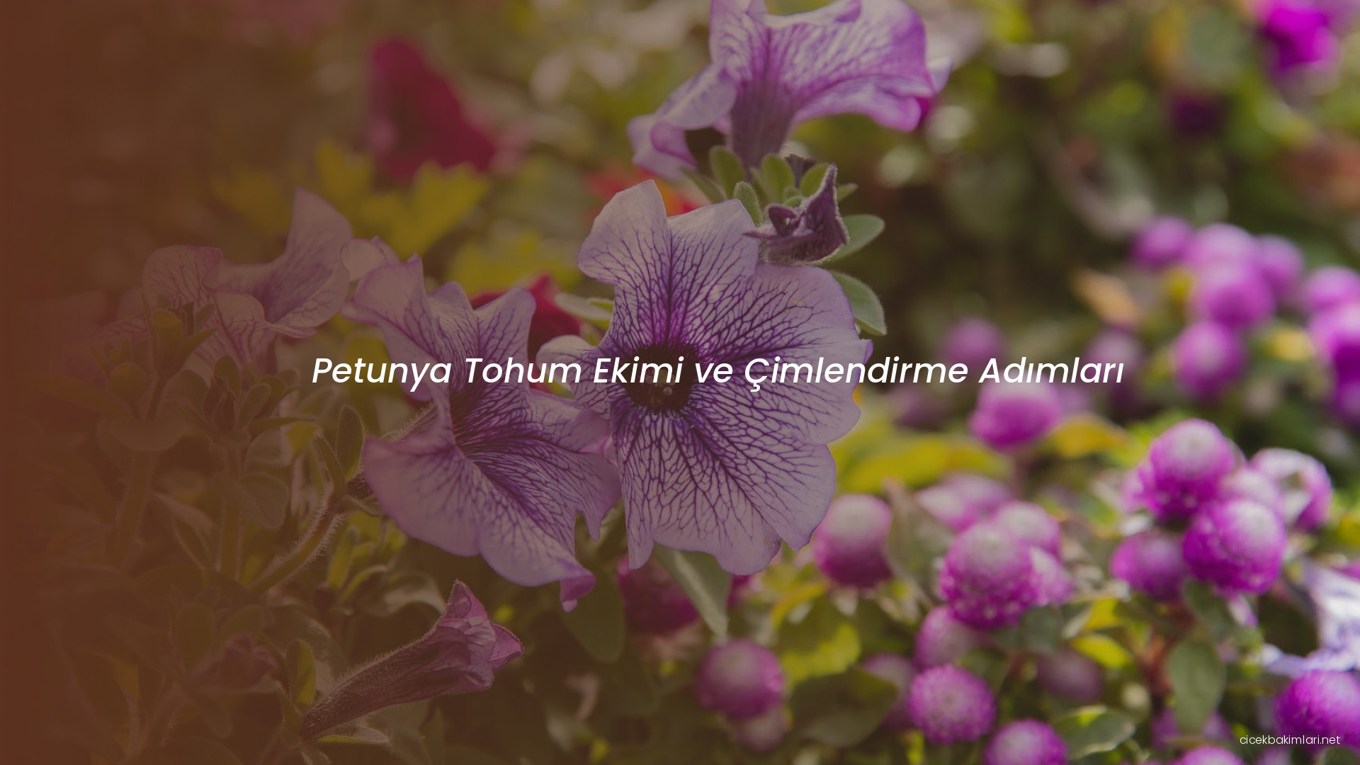 Petunya Tohum Ekimi ve Çimlendirme Adımları