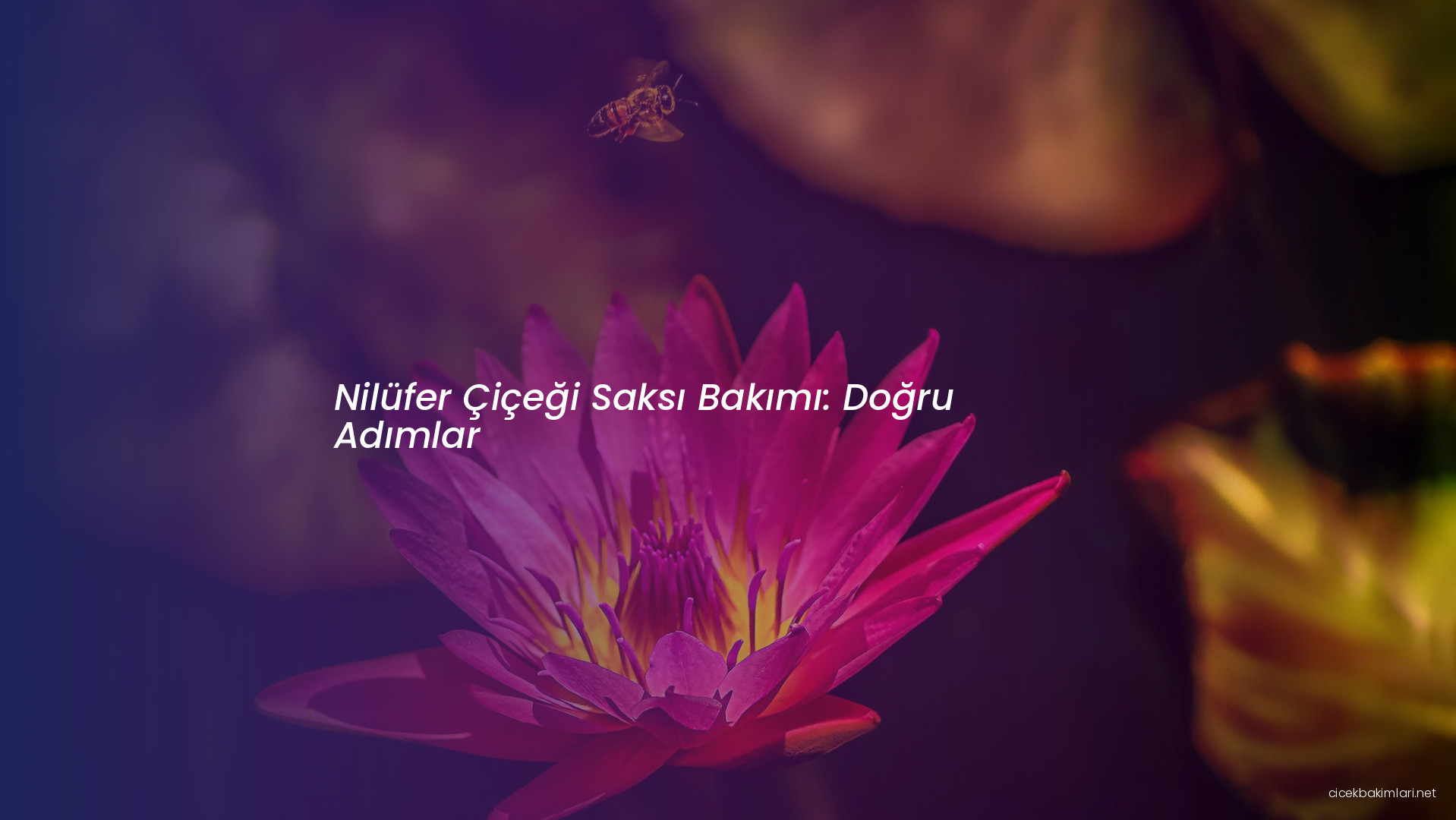 Nilüfer Çiçeği Saksı Bakımı: Doğru Adımlar