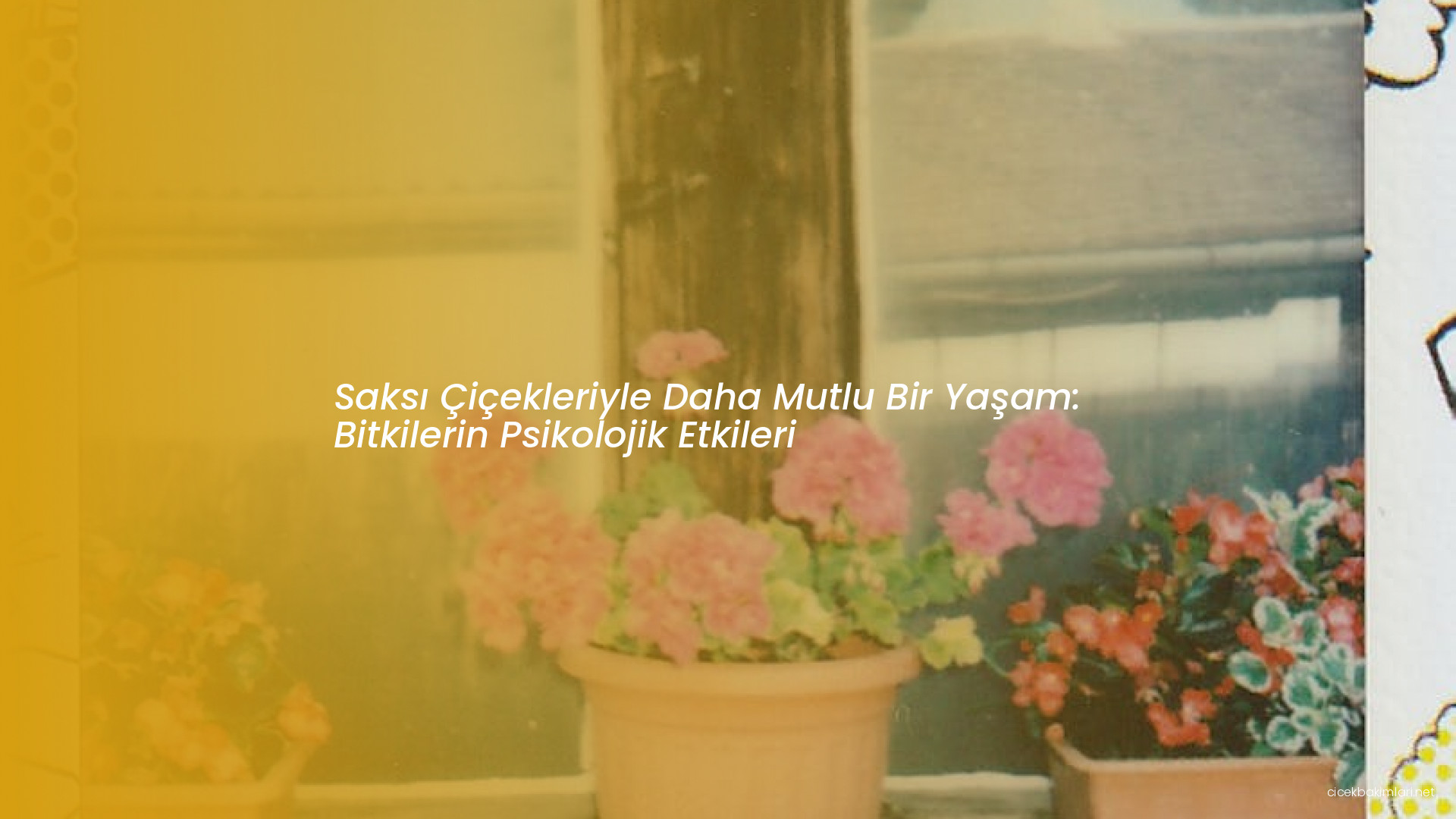 Saksı Çiçekleriyle Daha Mutlu Bir Yaşam: Bitkilerin Psikolojik Etkileri