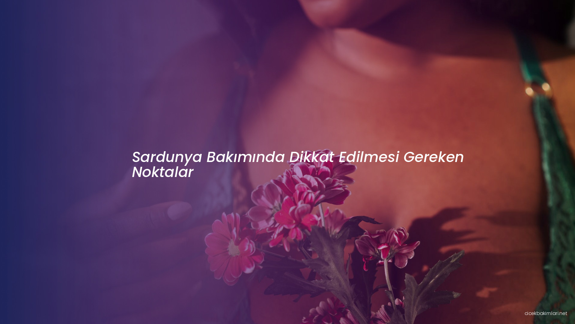 Sardunya Bakımında Dikkat Edilmesi Gereken Noktalar