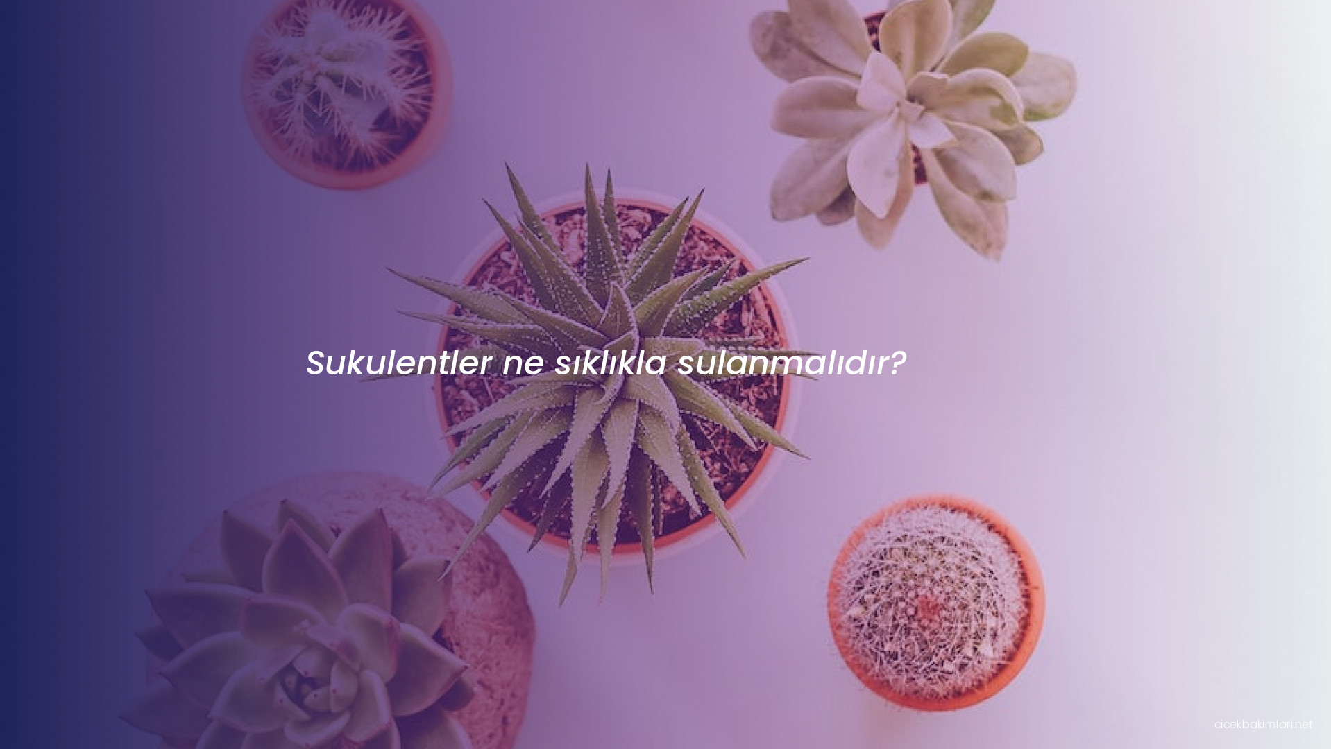 Sukulentler ne sıklıkla sulanmalıdır?