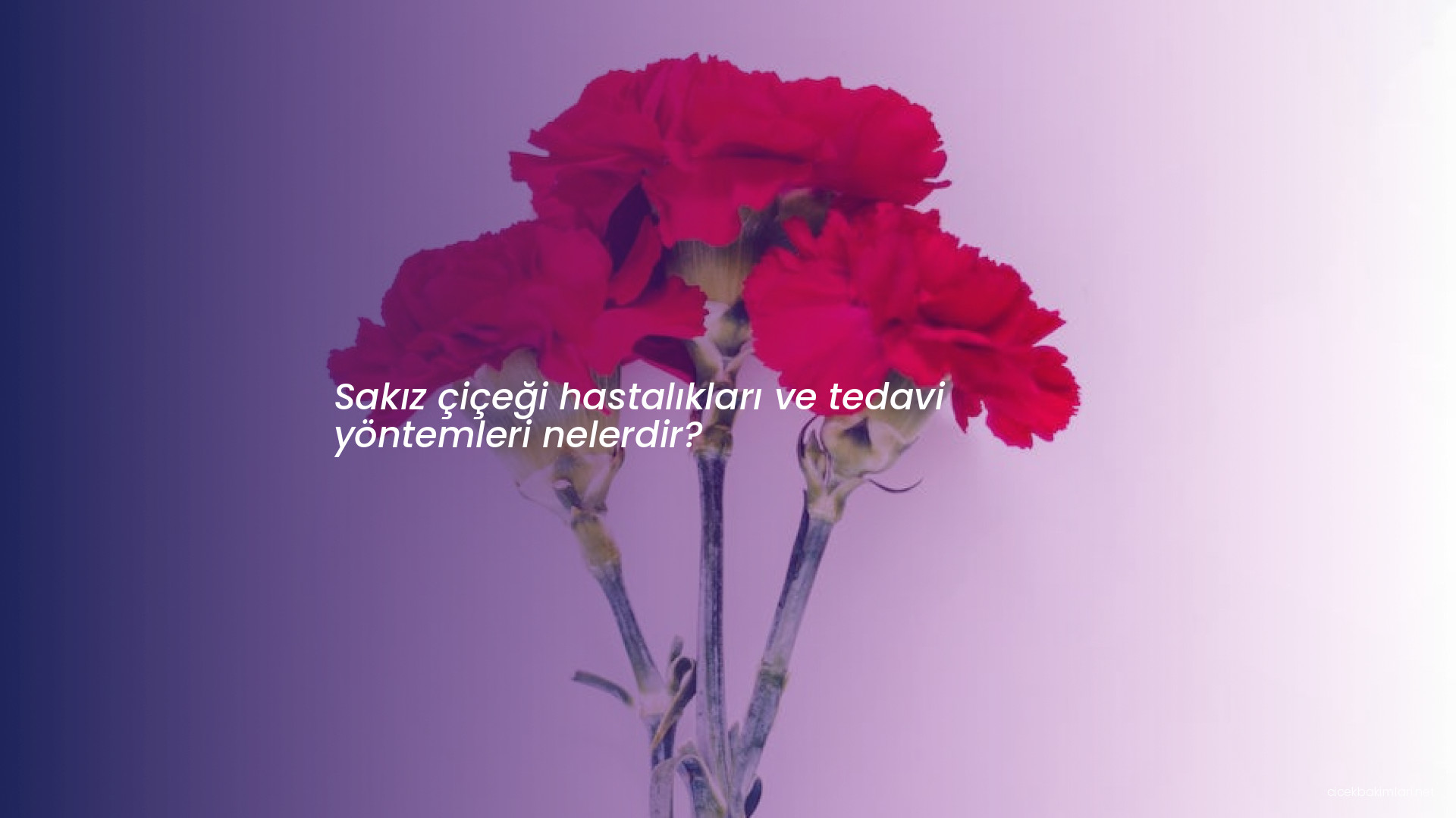 Sakız çiçeği hastalıkları ve tedavi yöntemleri nelerdir?