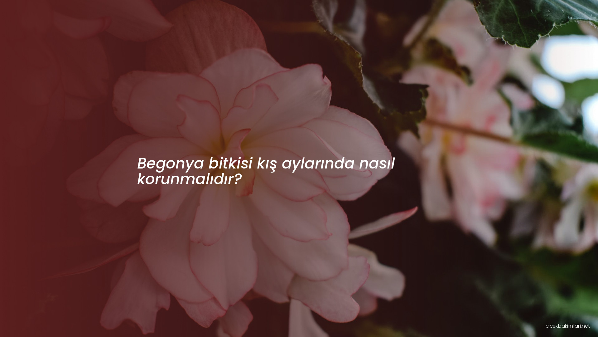 Begonya bitkisi kış aylarında nasıl korunmalıdır?