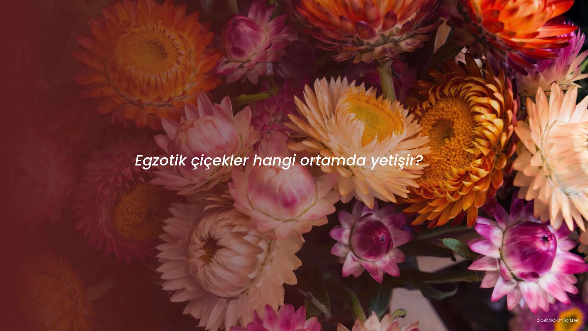 Egzotik çiçekler hangi ortamda yetişir?