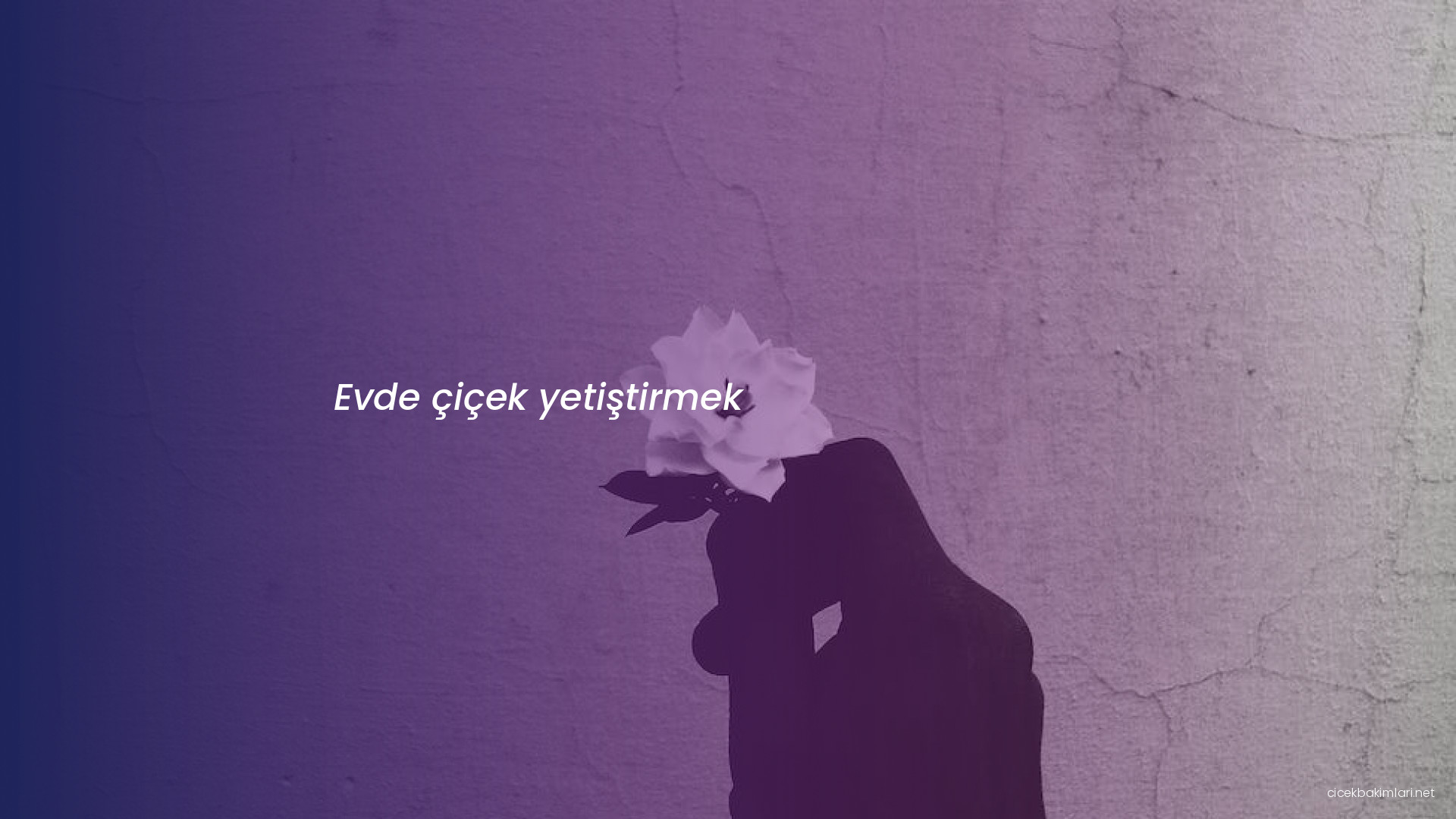 Evde çiçek yetiştirmek
