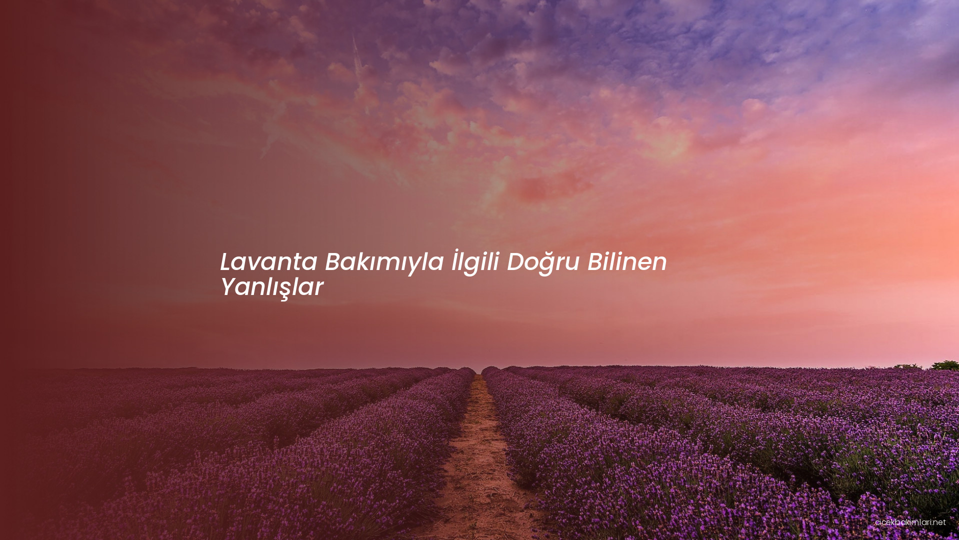 Lavanta Bakımıyla İlgili Doğru Bilinen Yanlışlar