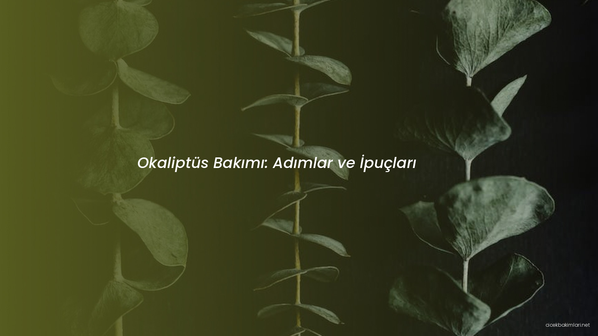 Okaliptüs Bakımı: Adımlar ve İpuçları