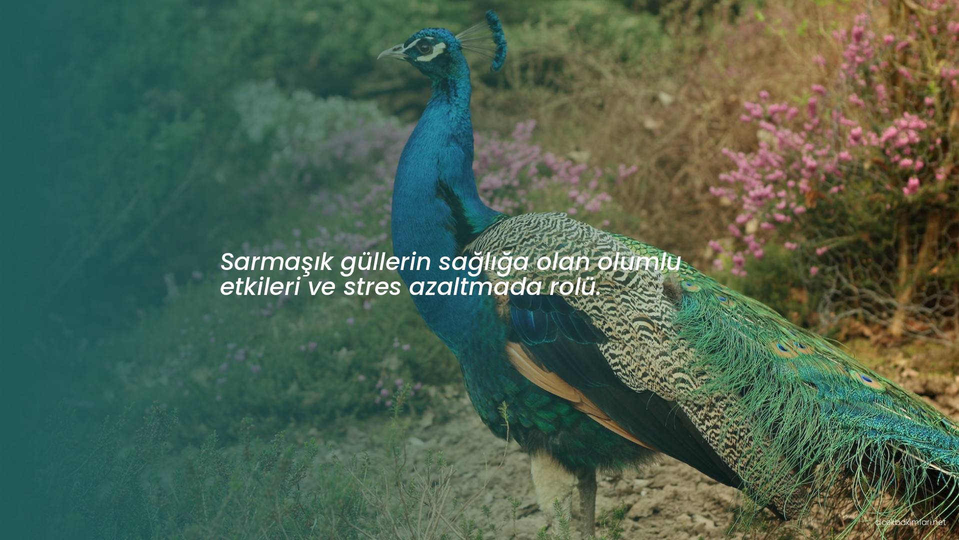 Sarmaşık güllerin sağlığa olan olumlu etkileri ve stres azaltmada rolü.