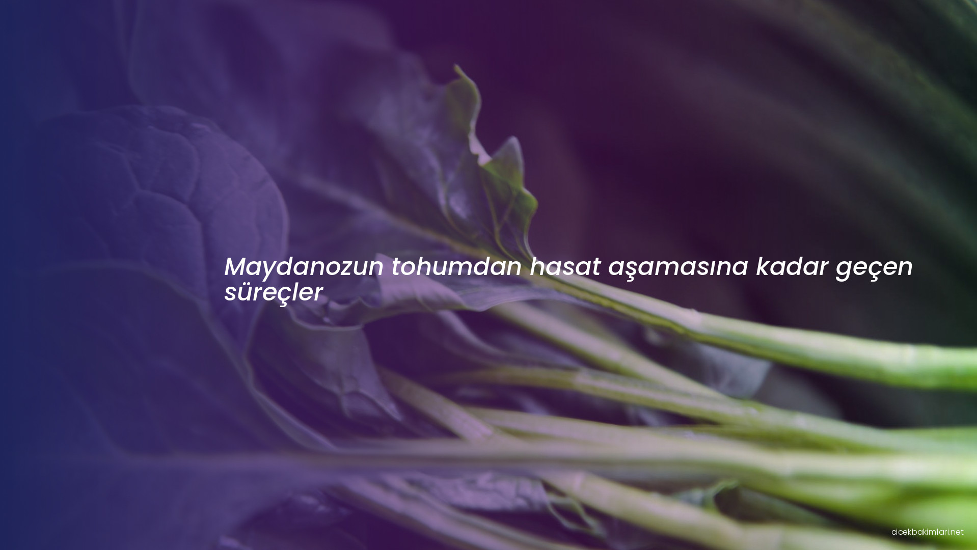 Maydanozun tohumdan hasat aşamasına kadar geçen süreçler