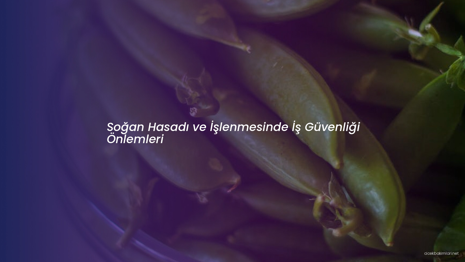 Soğan Hasadı ve İşlenmesinde İş Güvenliği Önlemleri