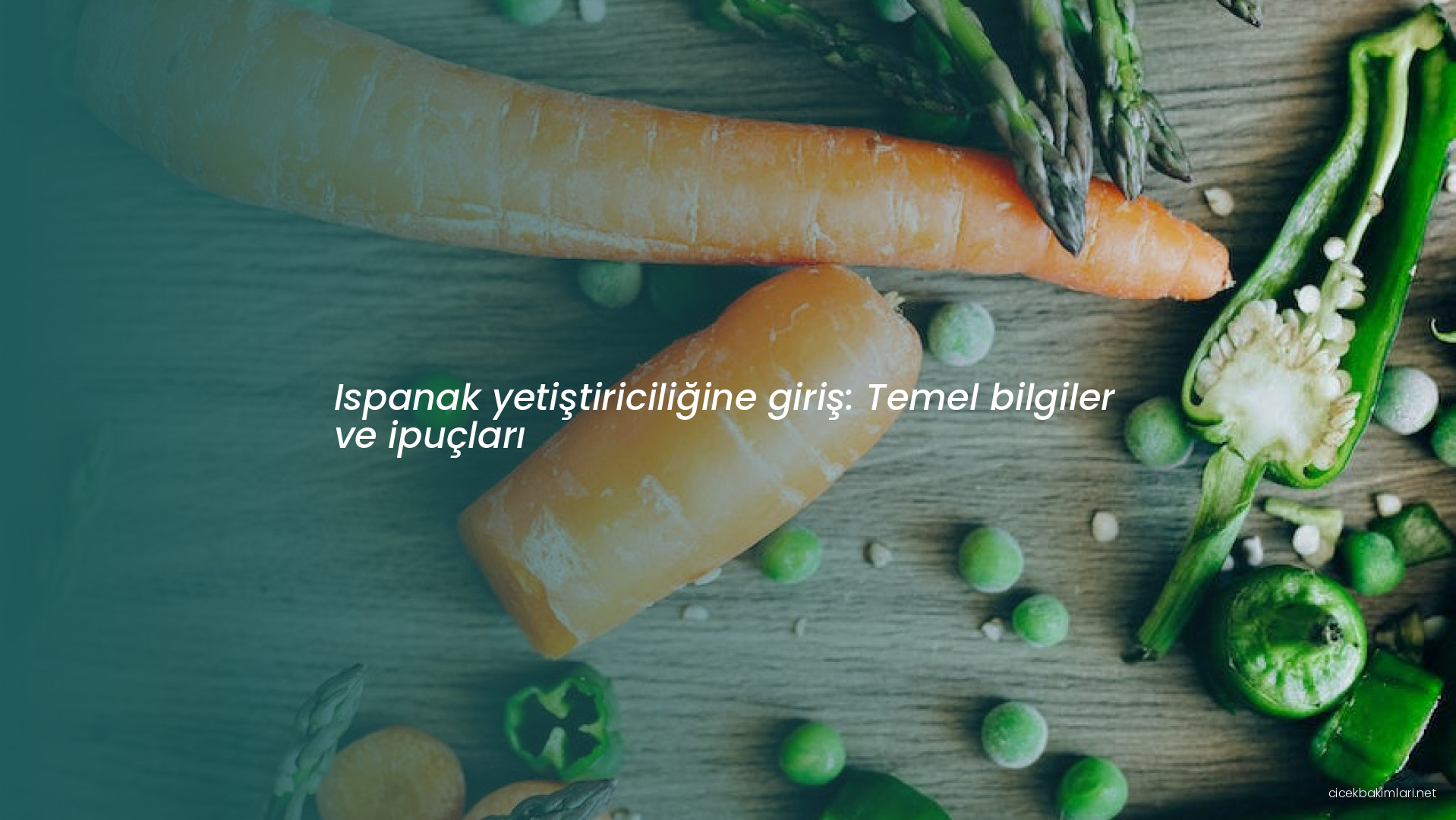 Ispanak yetiştiriciliğine giriş: Temel bilgiler ve ipuçları