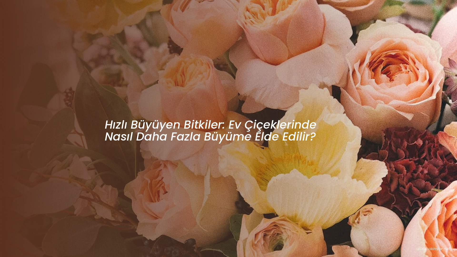 Hızlı Büyüyen Bitkiler: Ev Çiçeklerinde Nasıl Daha Fazla Büyüme Elde Edilir?