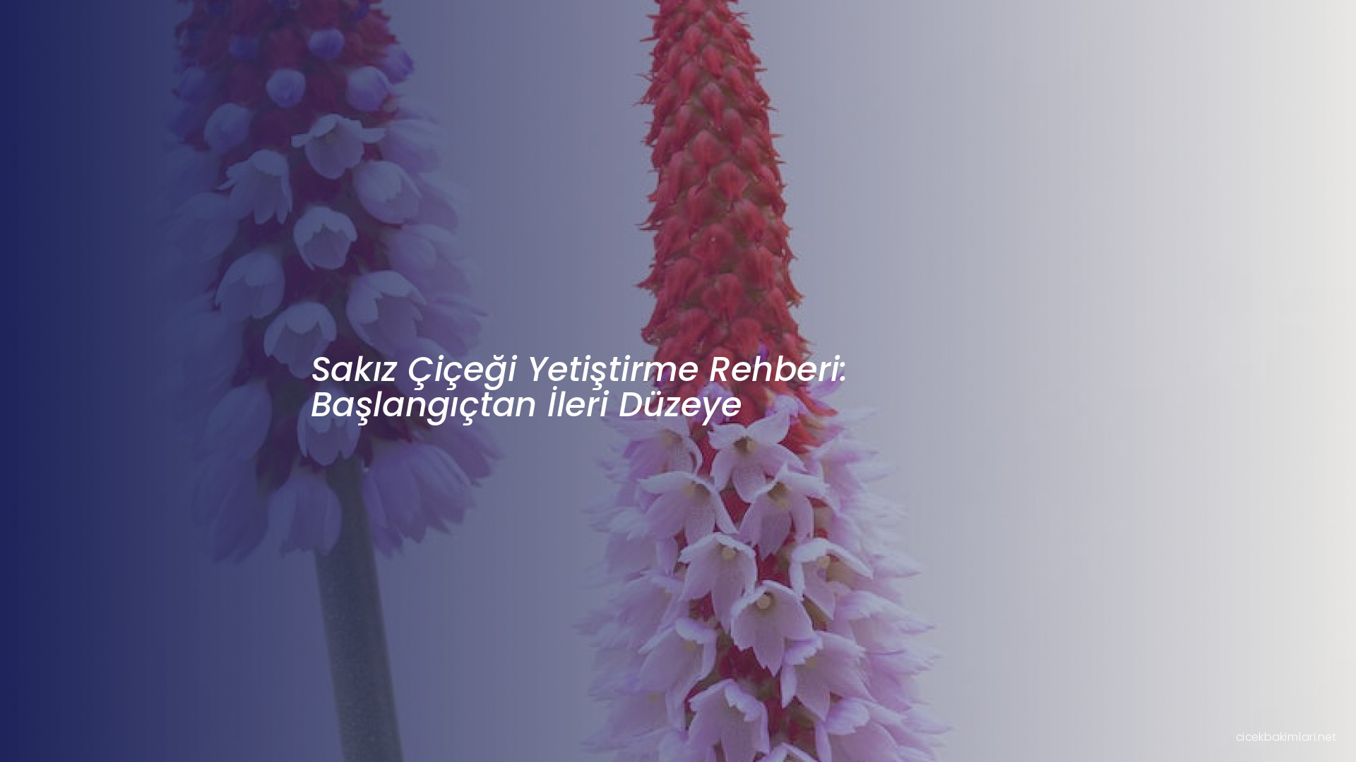 Sakız Çiçeği Yetiştirme Rehberi: Başlangıçtan İleri Düzeye