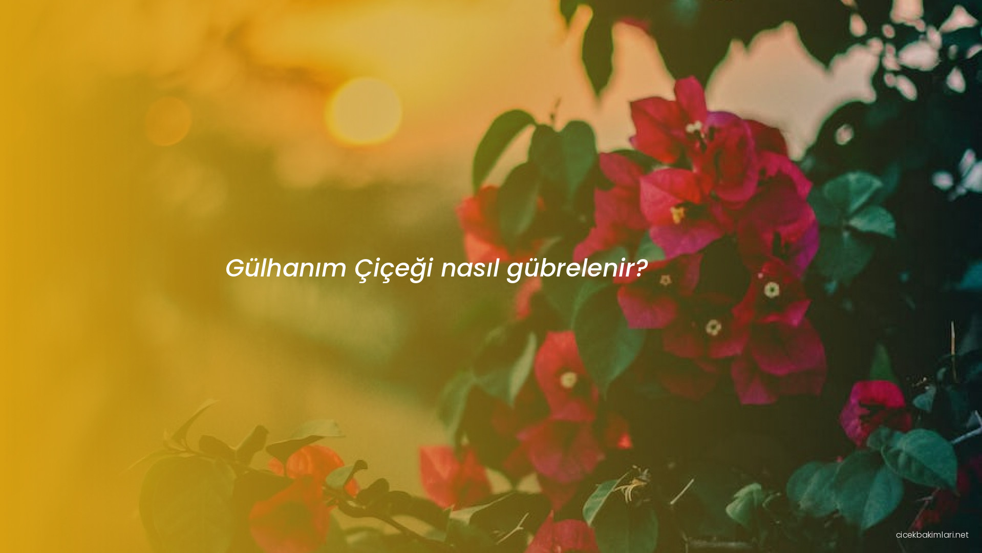 Gülhanım Çiçeği nasıl gübrelenir?