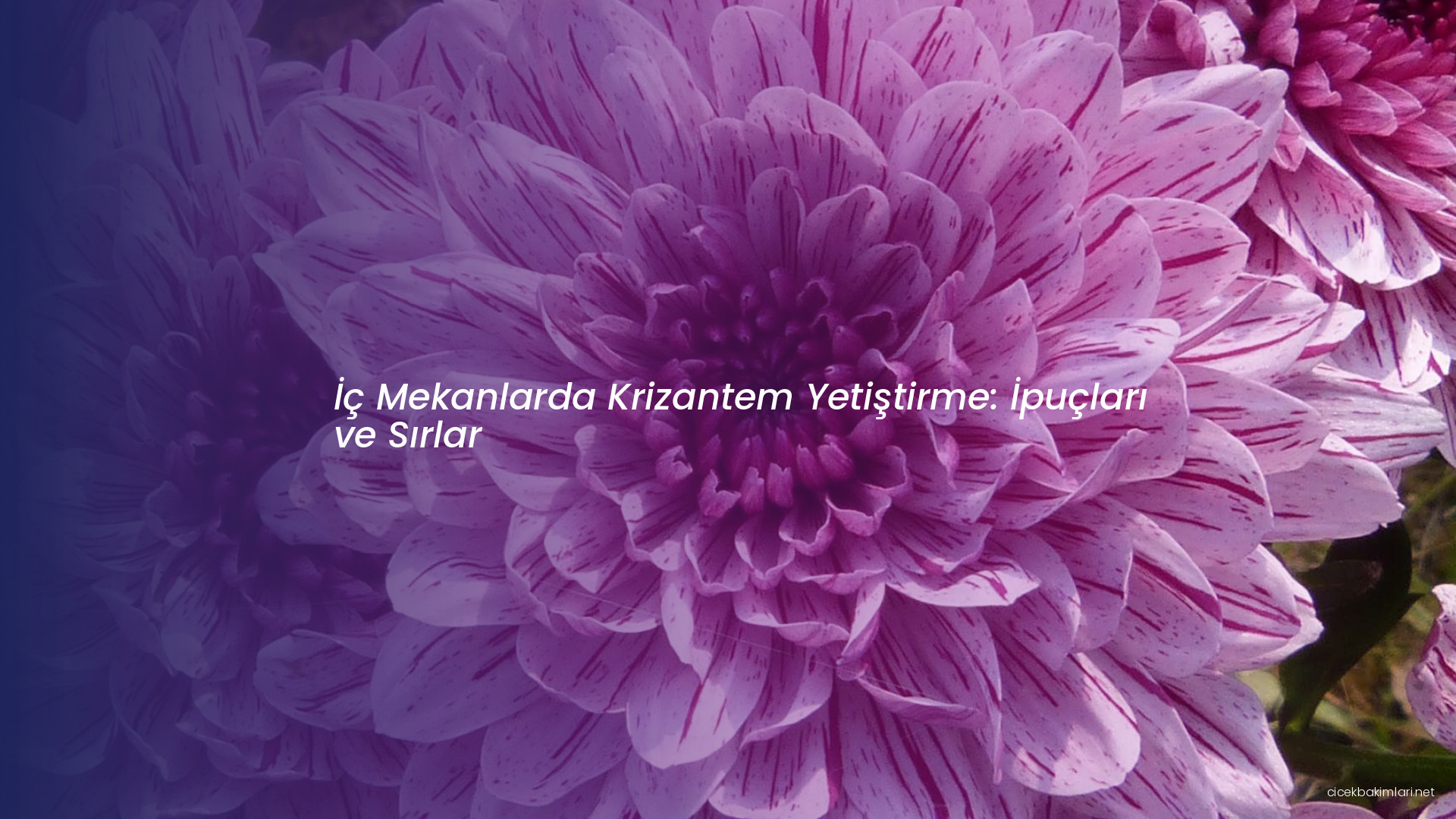 İç Mekanlarda Krizantem Yetiştirme: İpuçları ve Sırlar
