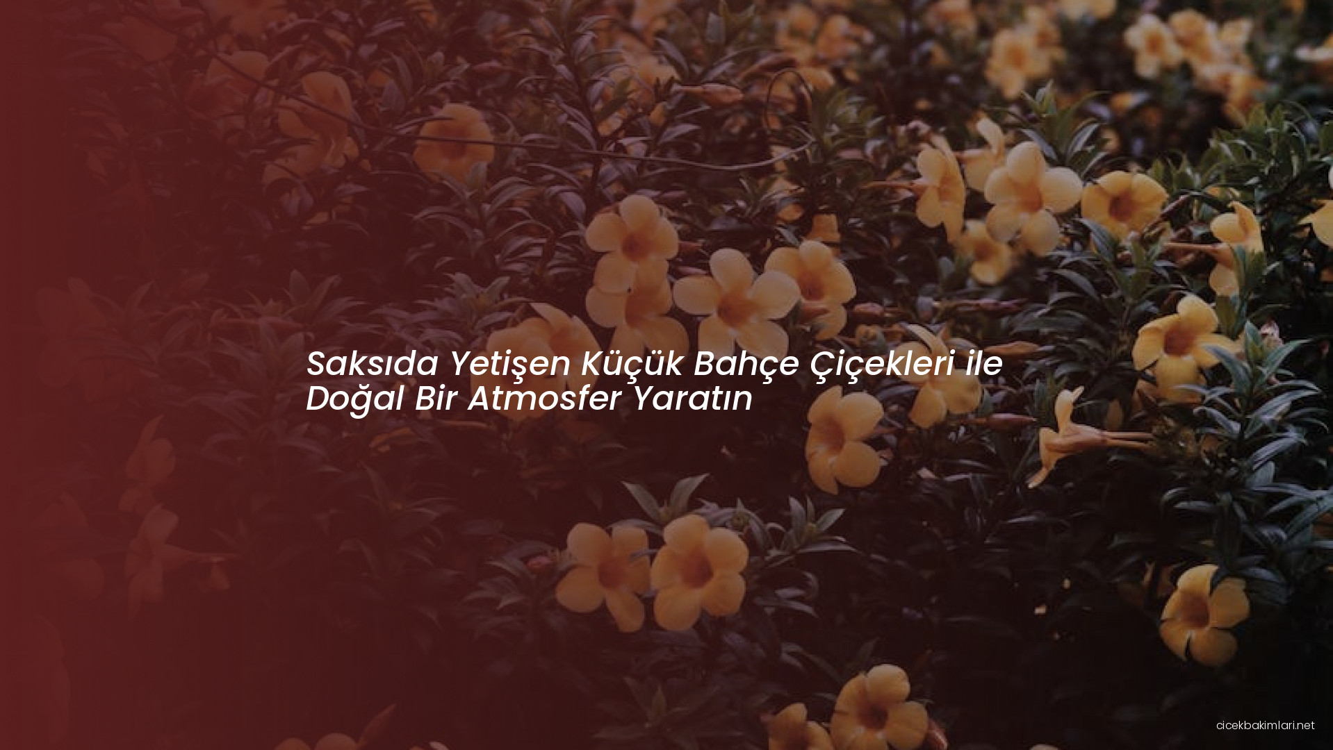 Saksıda Yetişen Küçük Bahçe Çiçekleri ile Doğal Bir Atmosfer Yaratın