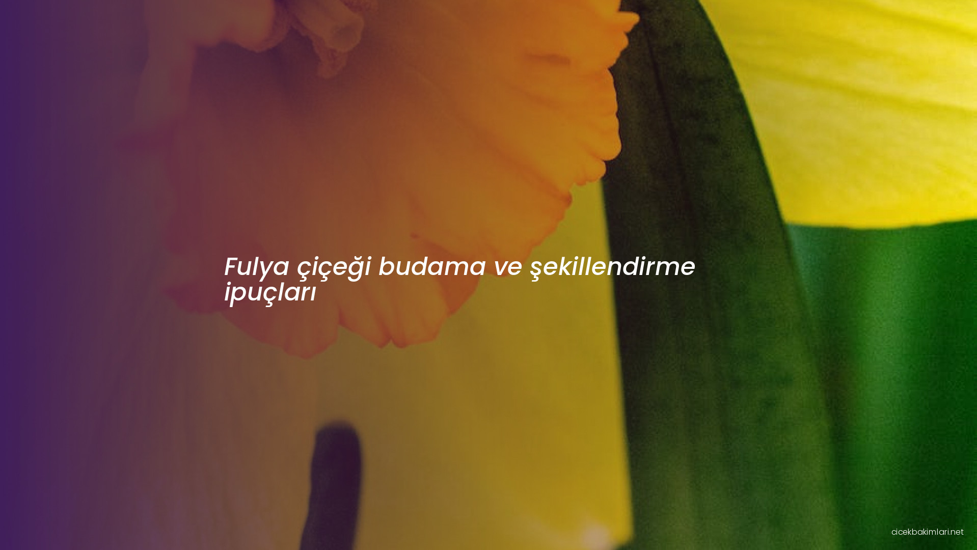 Fulya çiçeği budama ve şekillendirme ipuçları