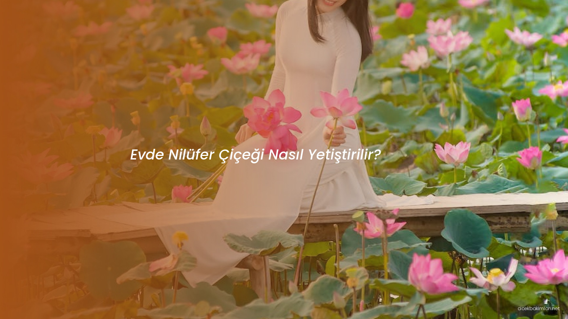 Evde Nilüfer Çiçeği Nasıl Yetiştirilir?