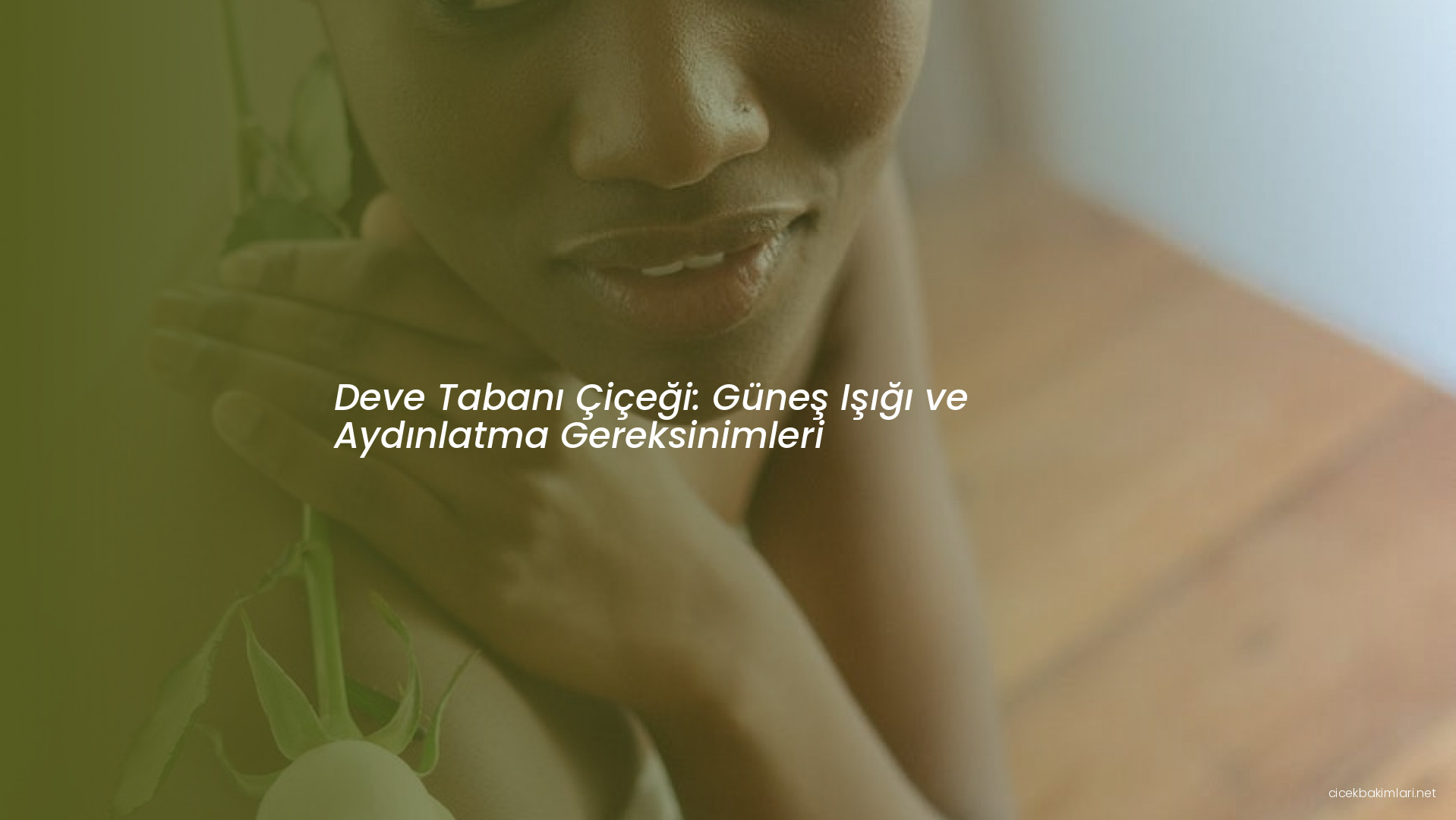 Deve Tabanı Çiçeği: Güneş Işığı ve Aydınlatma Gereksinimleri