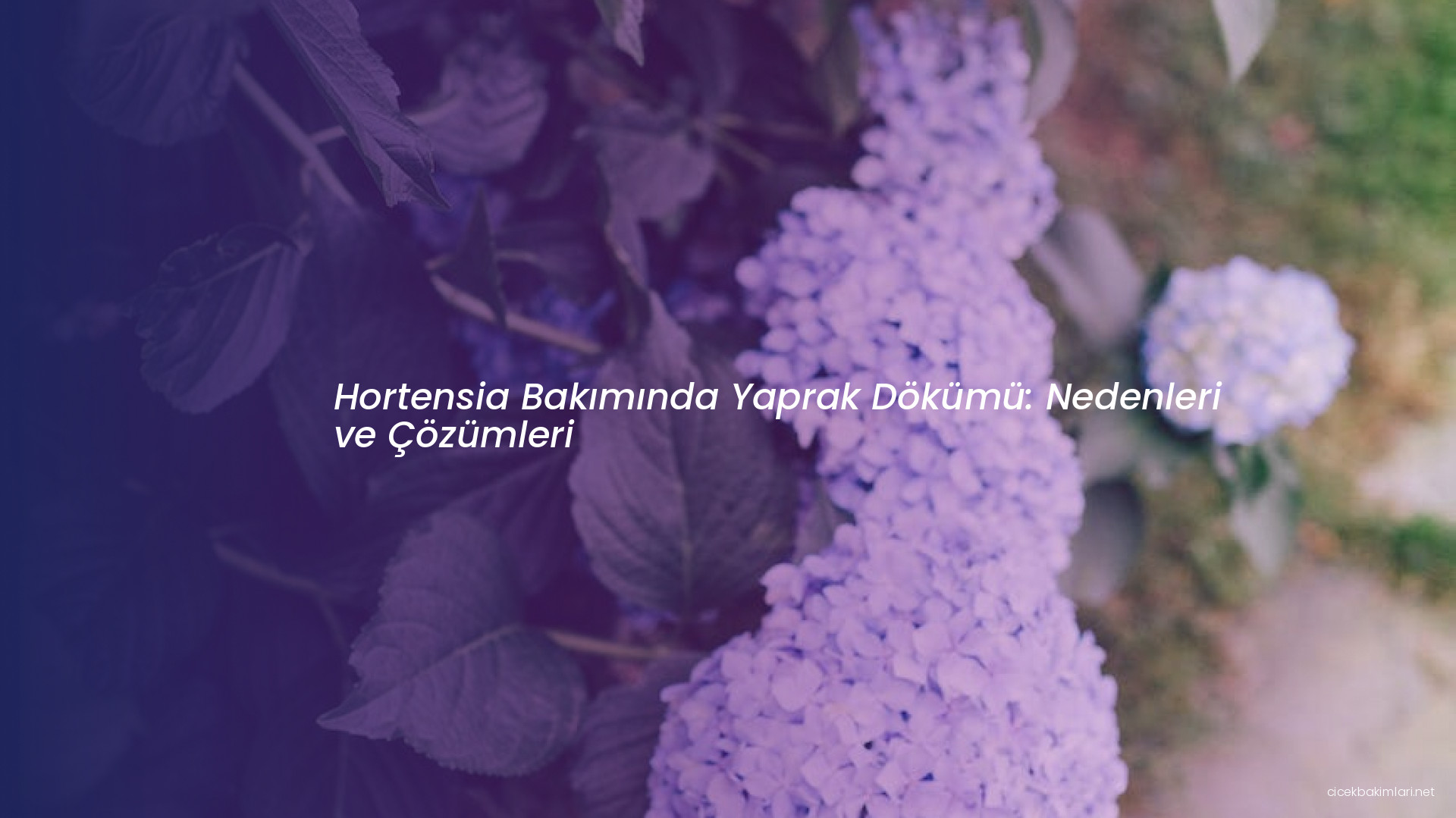 Hortensia Bakımında Yaprak Dökümü: Nedenleri ve Çözümleri