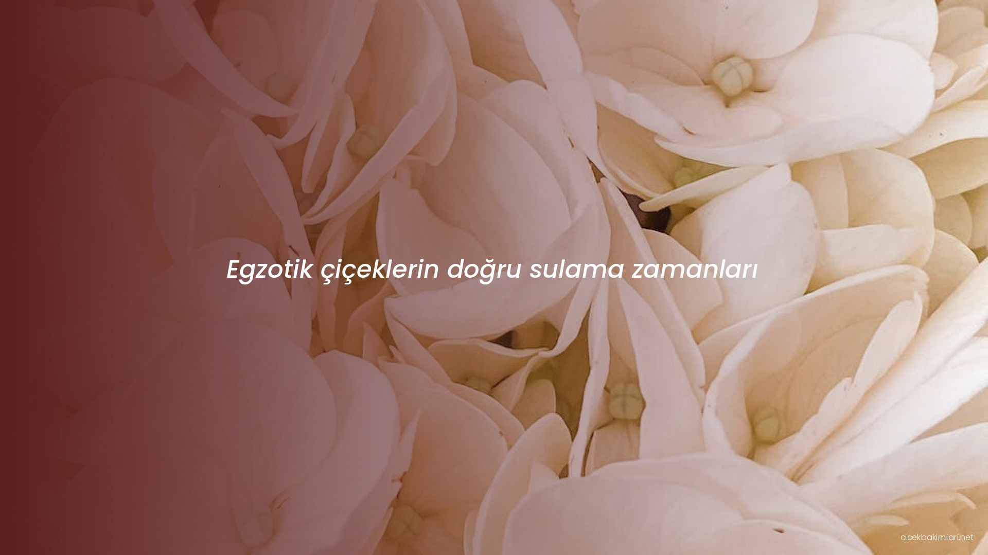 Egzotik çiçeklerin doğru sulama zamanları