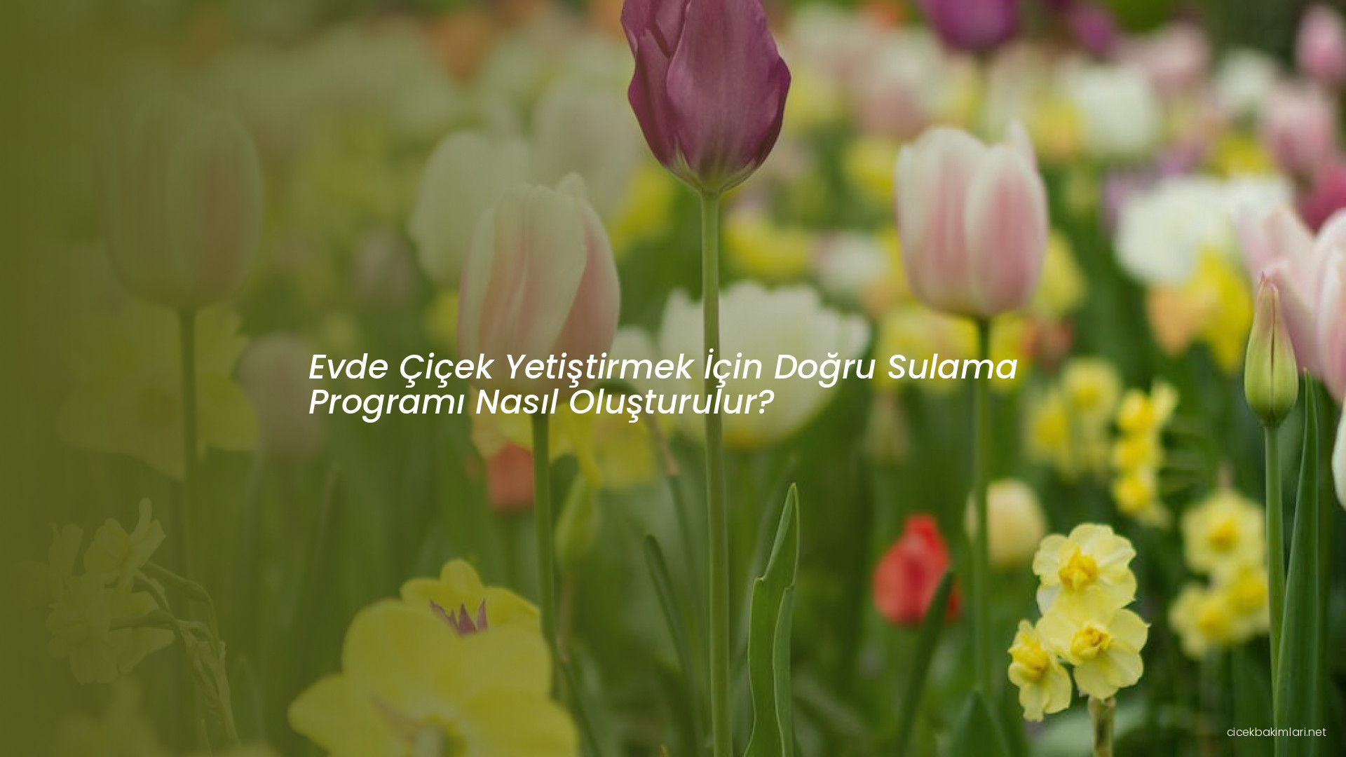 Evde Çiçek Yetiştirmek İçin Doğru Sulama Programı Nasıl Oluşturulur?