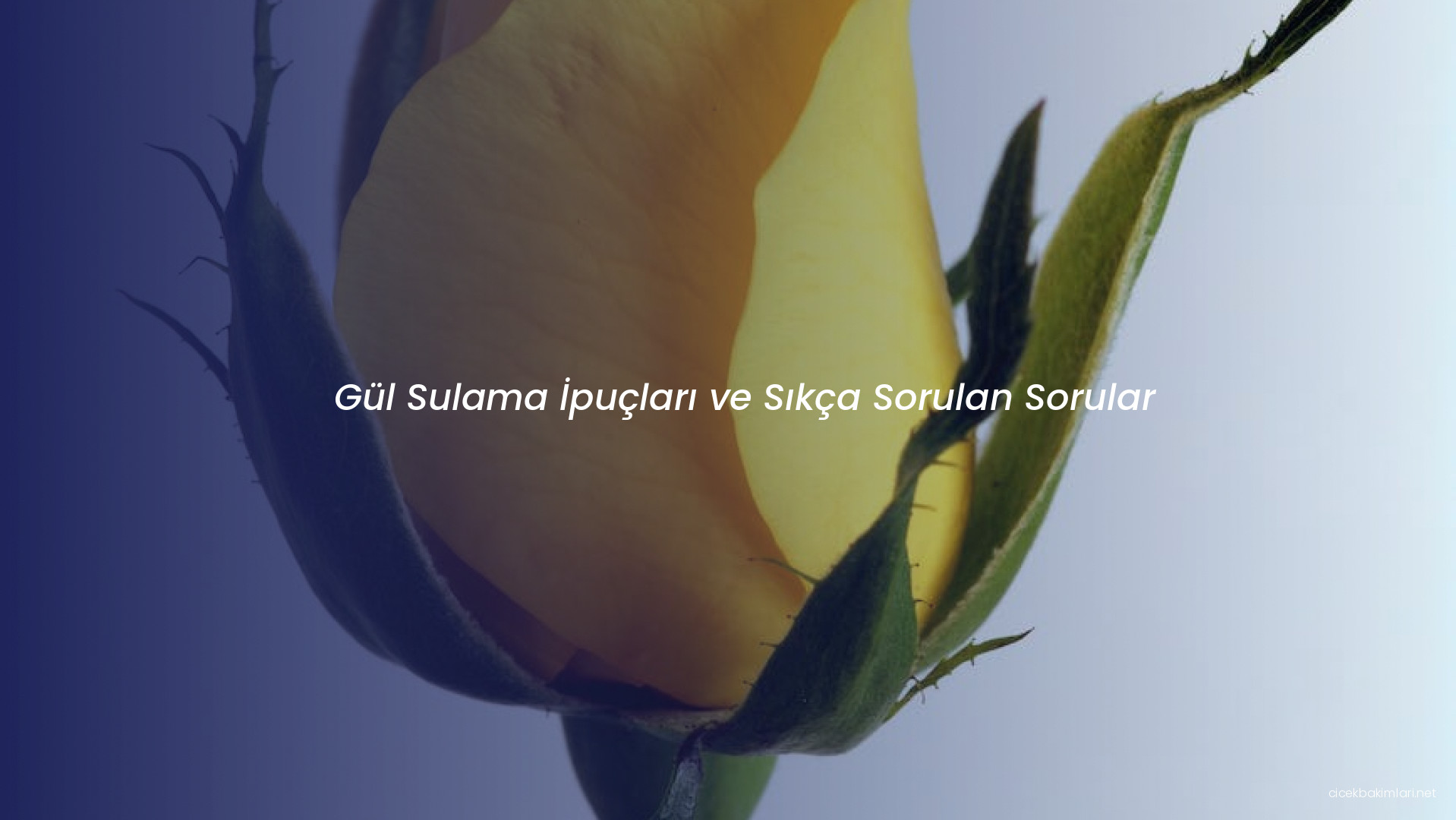 Gül Sulama İpuçları ve Sıkça Sorulan Sorular