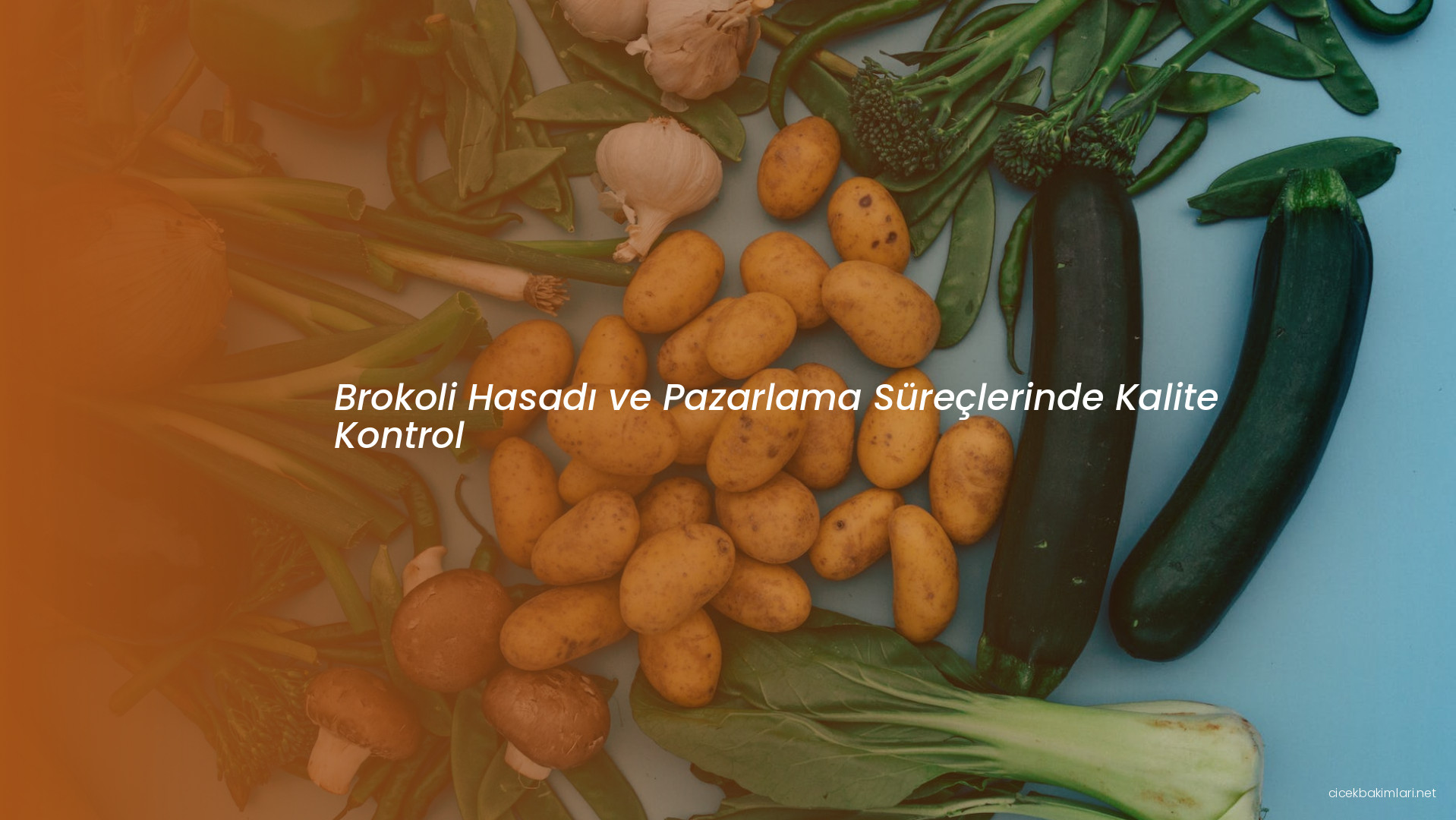 Brokoli Hasadı ve Pazarlama Süreçlerinde Kalite Kontrol