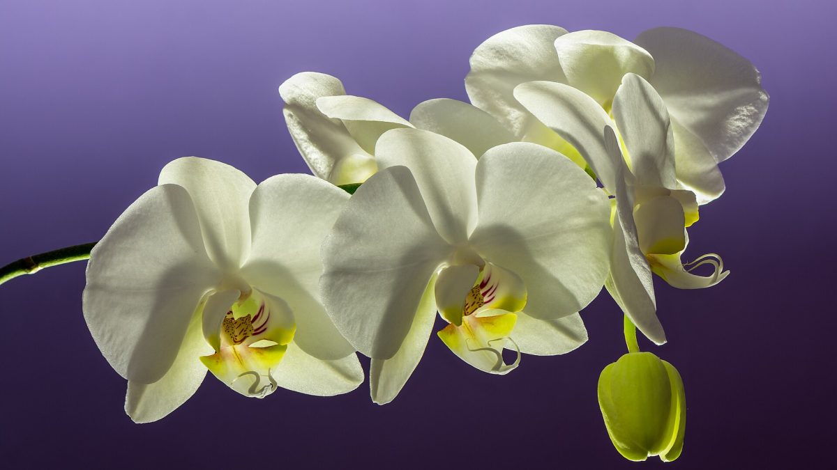 Phalaenopsis Orkide