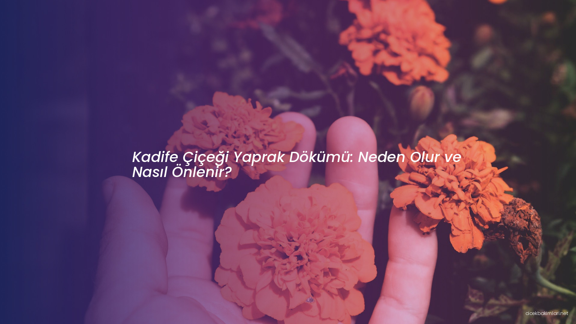 Kadife Çiçeği Yaprak Dökümü: Neden Olur ve Nasıl Önlenir?