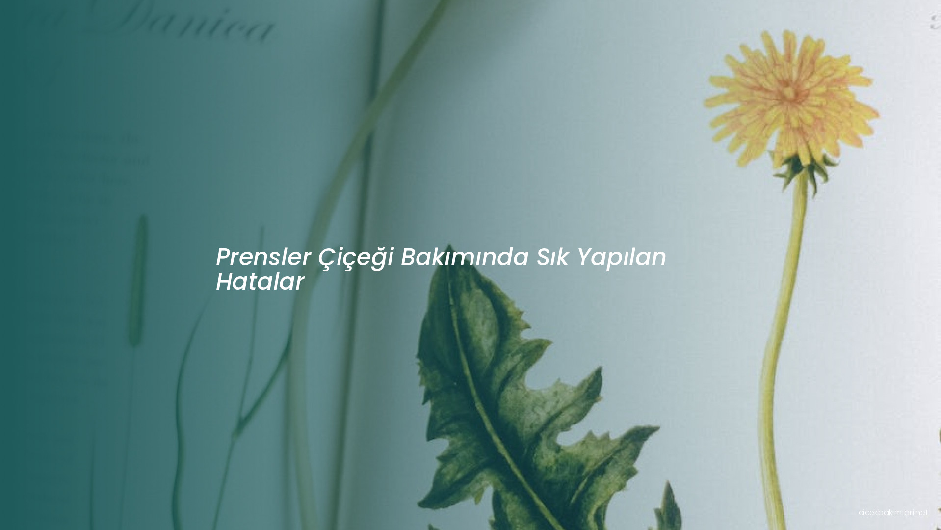 Prensler Çiçeği Bakımında Sık Yapılan Hatalar