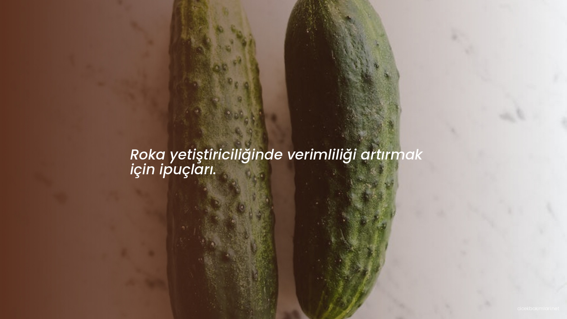 Roka yetiştiriciliğinde verimliliği artırmak için ipuçları.
