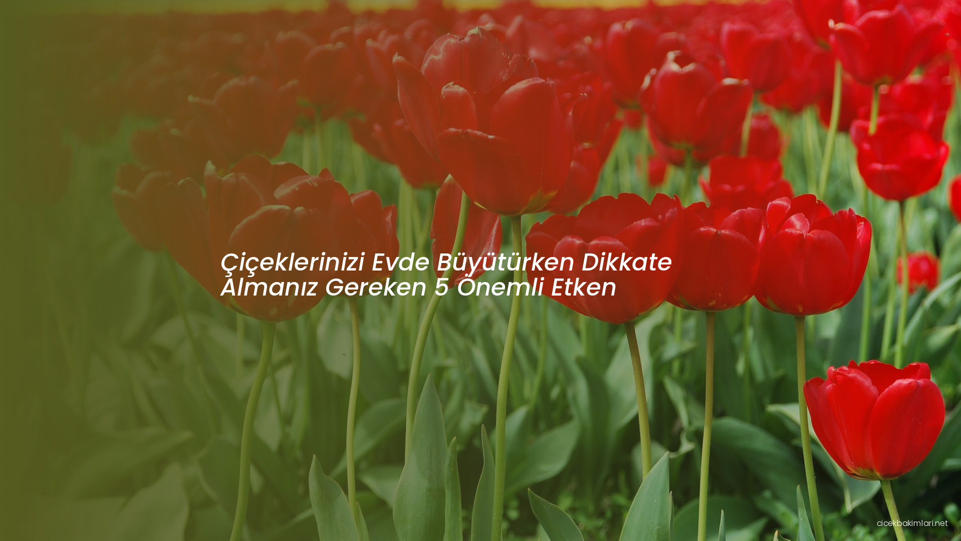 Çiçeklerinizi Evde Büyütürken Dikkate Almanız Gereken 5 Önemli Etken