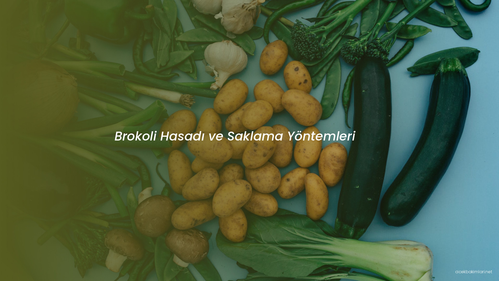 Brokoli Hasadı ve Saklama Yöntemleri