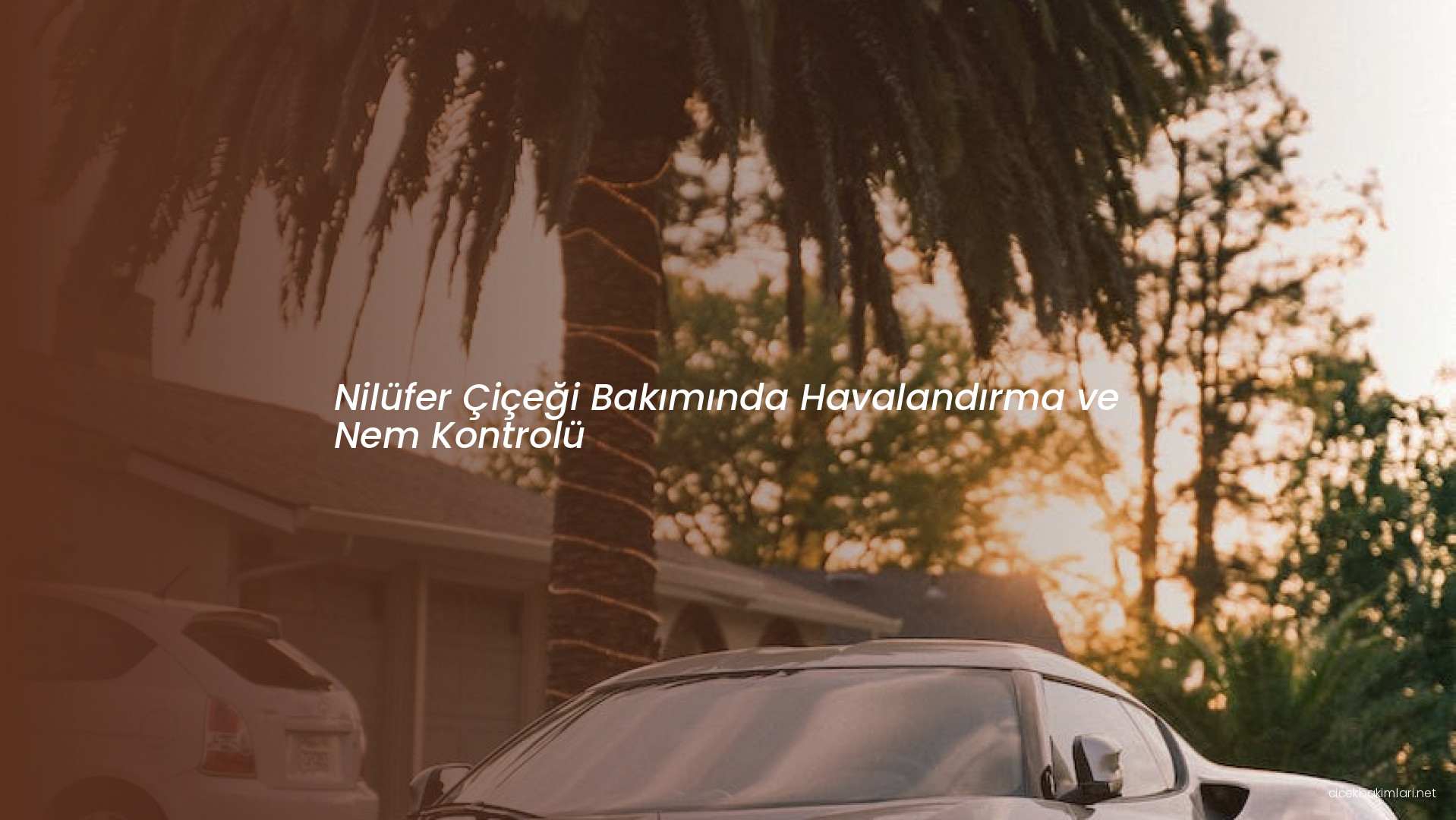 Nilüfer Çiçeği Bakımında Havalandırma ve Nem Kontrolü