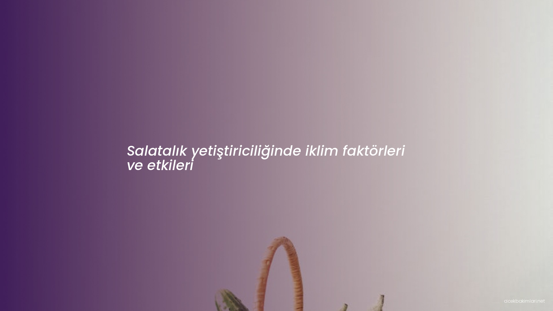 Salatalık yetiştiriciliğinde iklim faktörleri ve etkileri