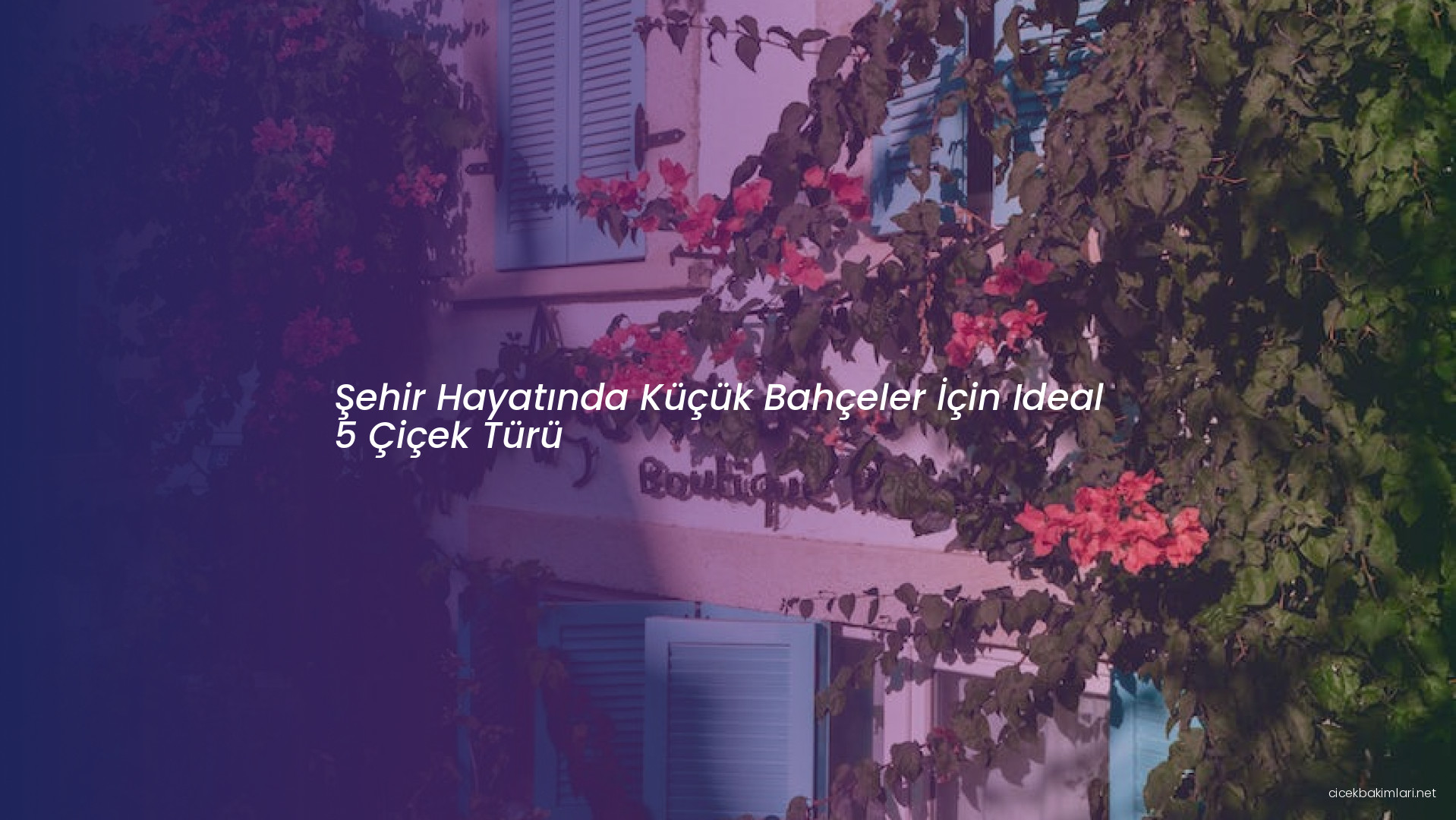 Şehir Hayatında Küçük Bahçeler İçin Ideal 5 Çiçek Türü