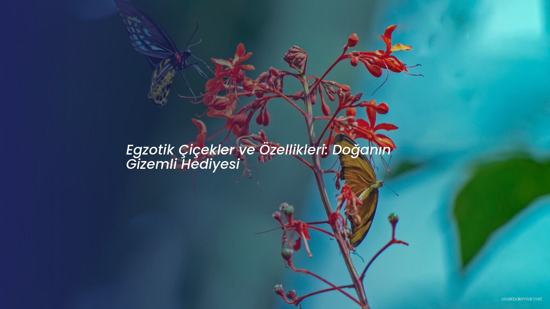 Egzotik Çiçekler ve Özellikleri: Doğanın Gizemli Hediyesi