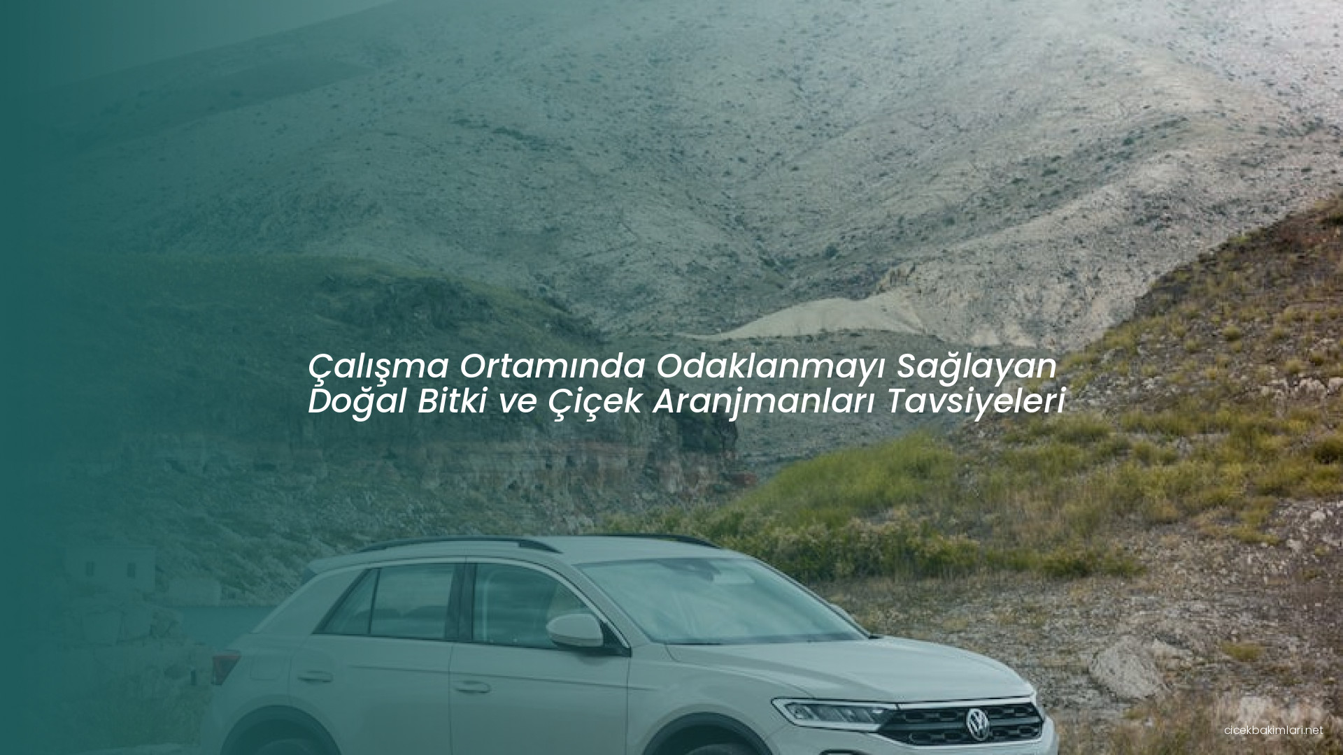 Çalışma Ortamında Odaklanmayı Sağlayan Doğal Bitki ve Çiçek Aranjmanları Tavsiyeleri