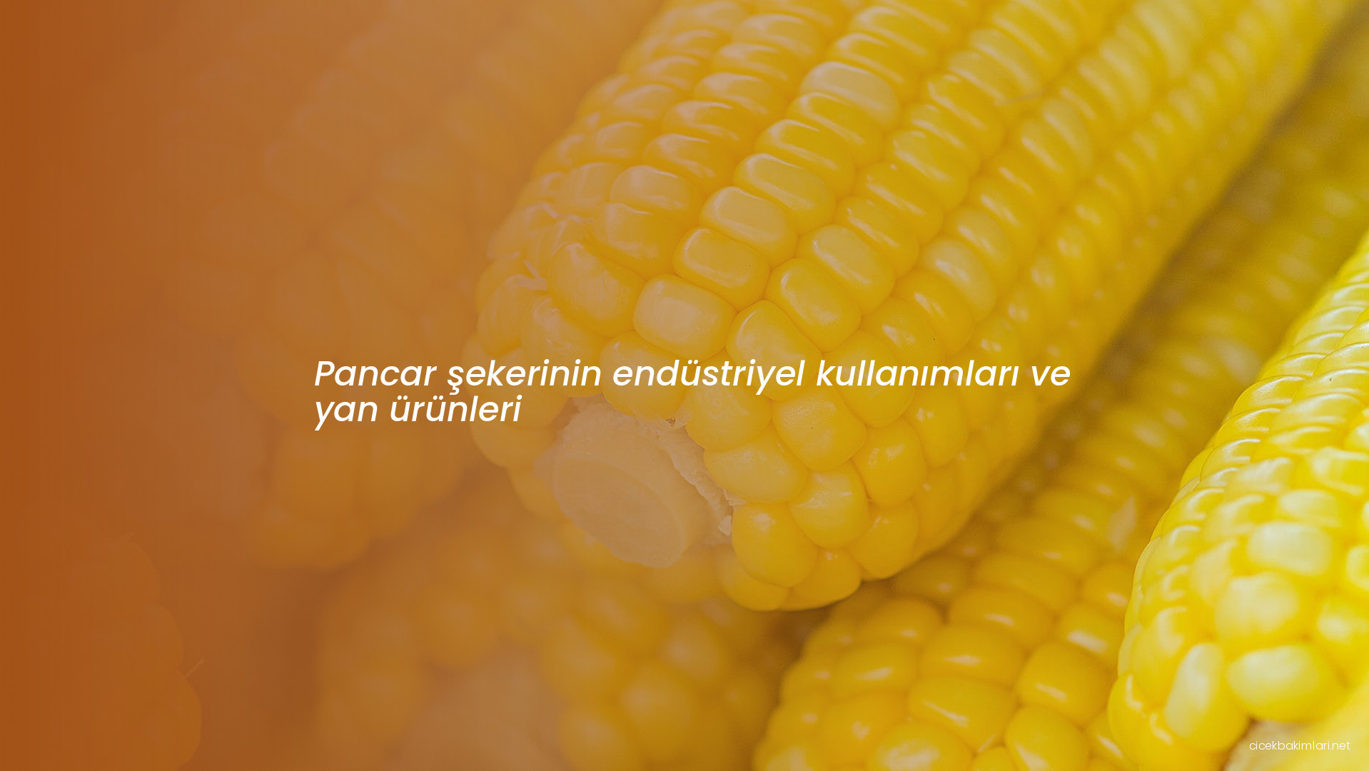 Pancar şekerinin endüstriyel kullanımları ve yan ürünleri