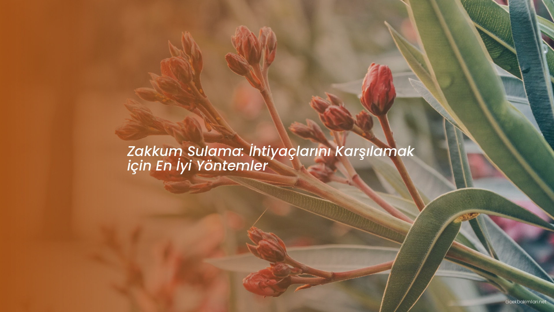 Zakkum Sulama: İhtiyaçlarını Karşılamak için En İyi Yöntemler