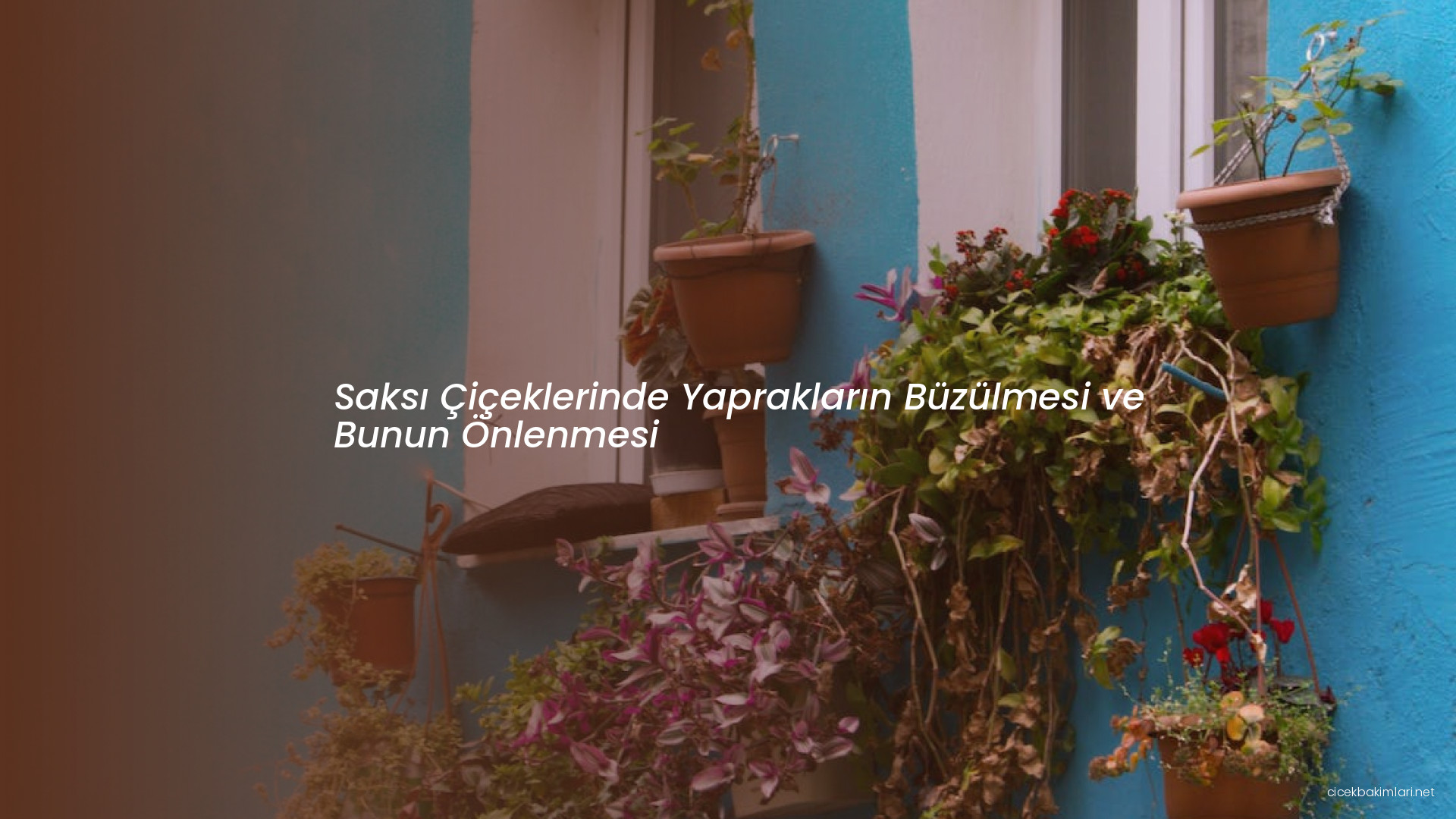 Saksı Çiçeklerinde Yaprakların Büzülmesi ve Bunun Önlenmesi