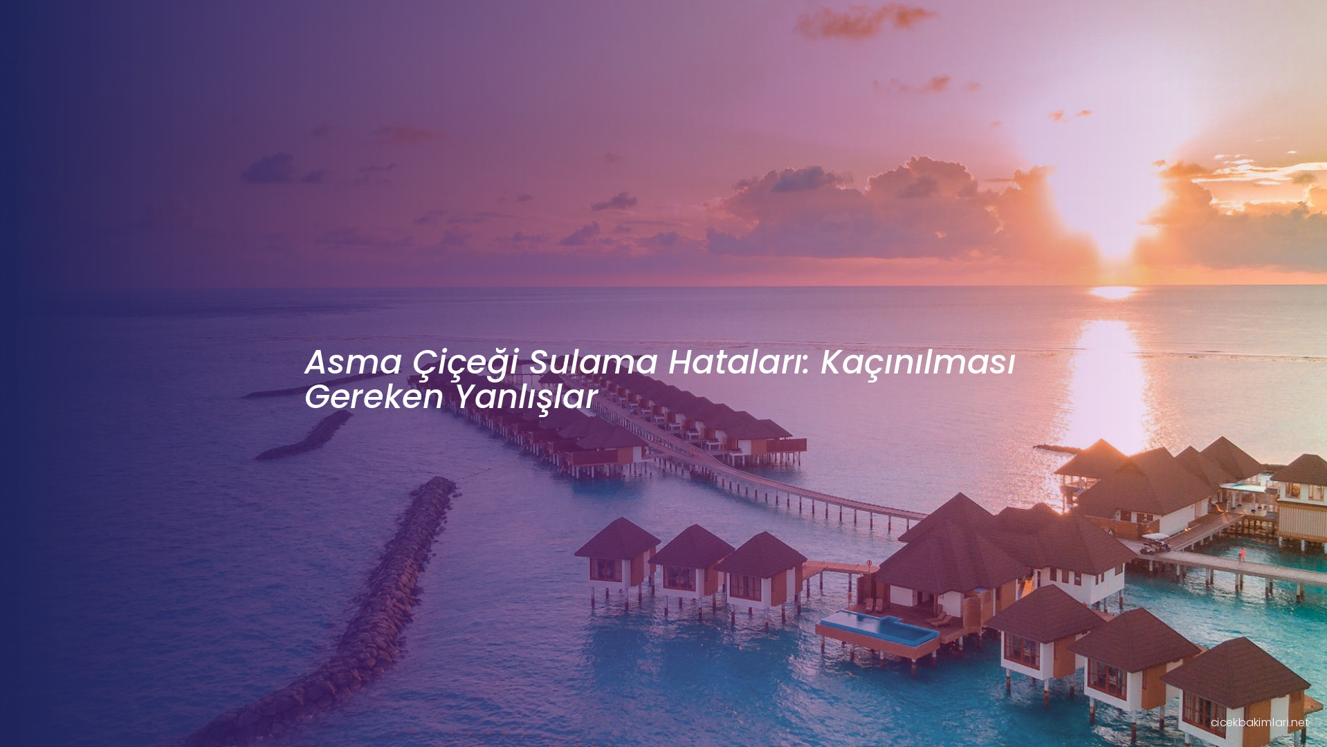 Asma Çiçeği Sulama Hataları: Kaçınılması Gereken Yanlışlar