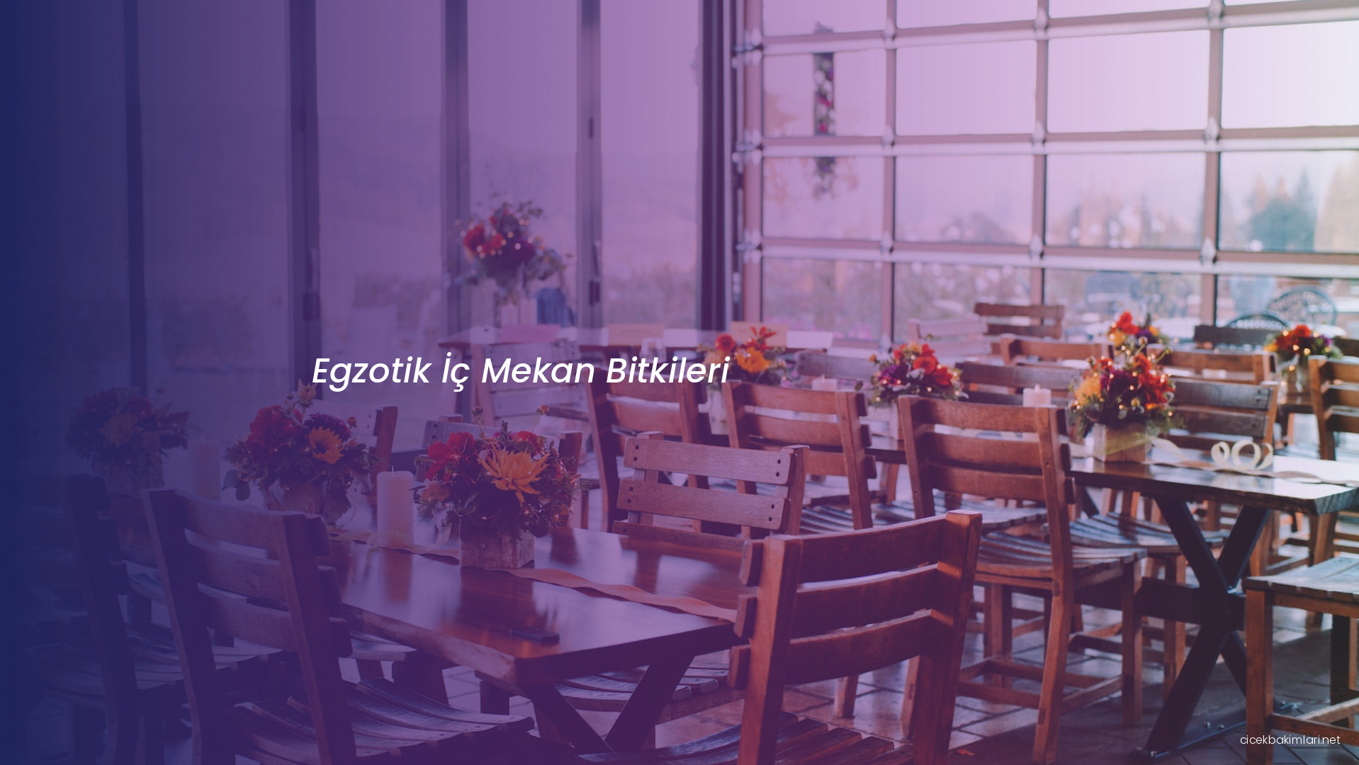 Egzotik İç Mekan Bitkileri