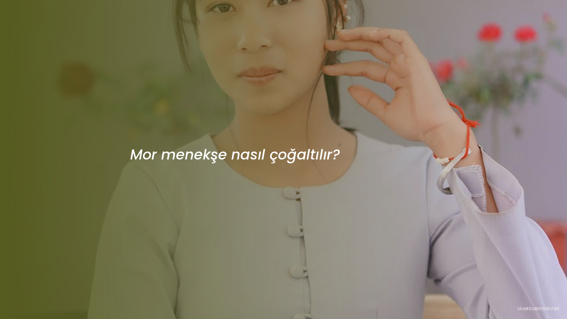 Mor menekşe nasıl çoğaltılır?