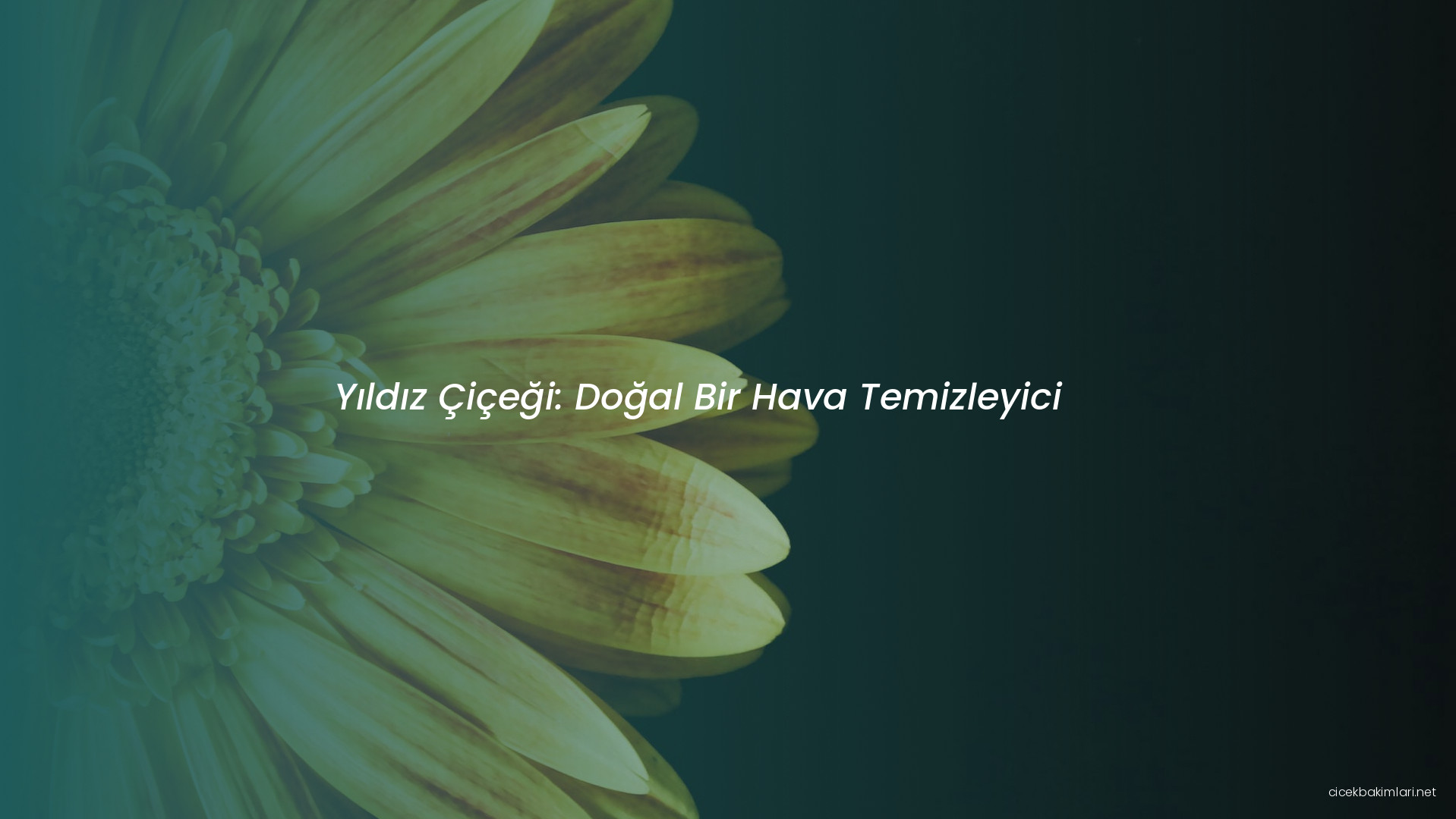 Yıldız Çiçeği: Doğal Bir Hava Temizleyici